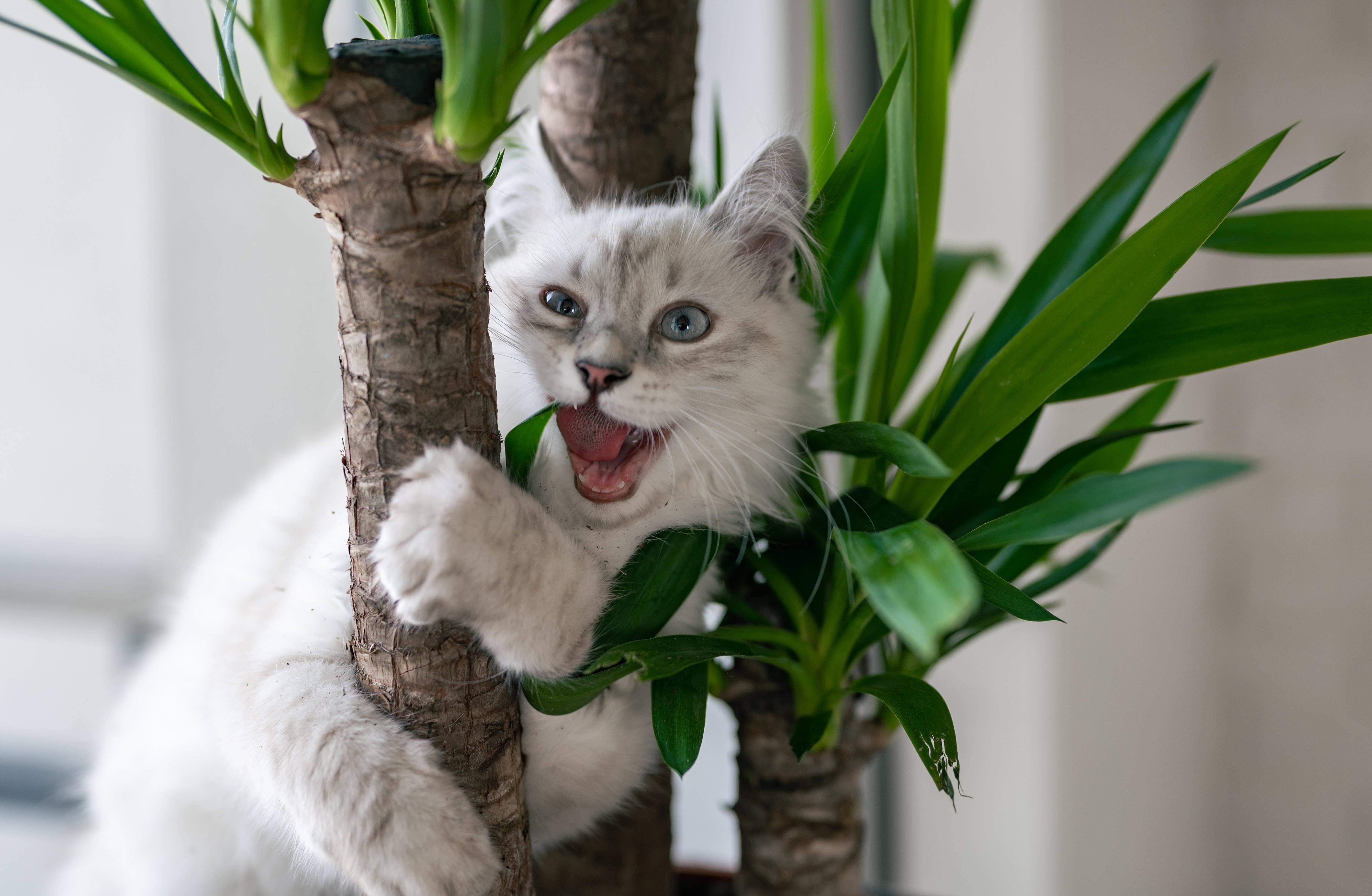 Cool Cat Hugging Plant — 5000x3266 wallpaper