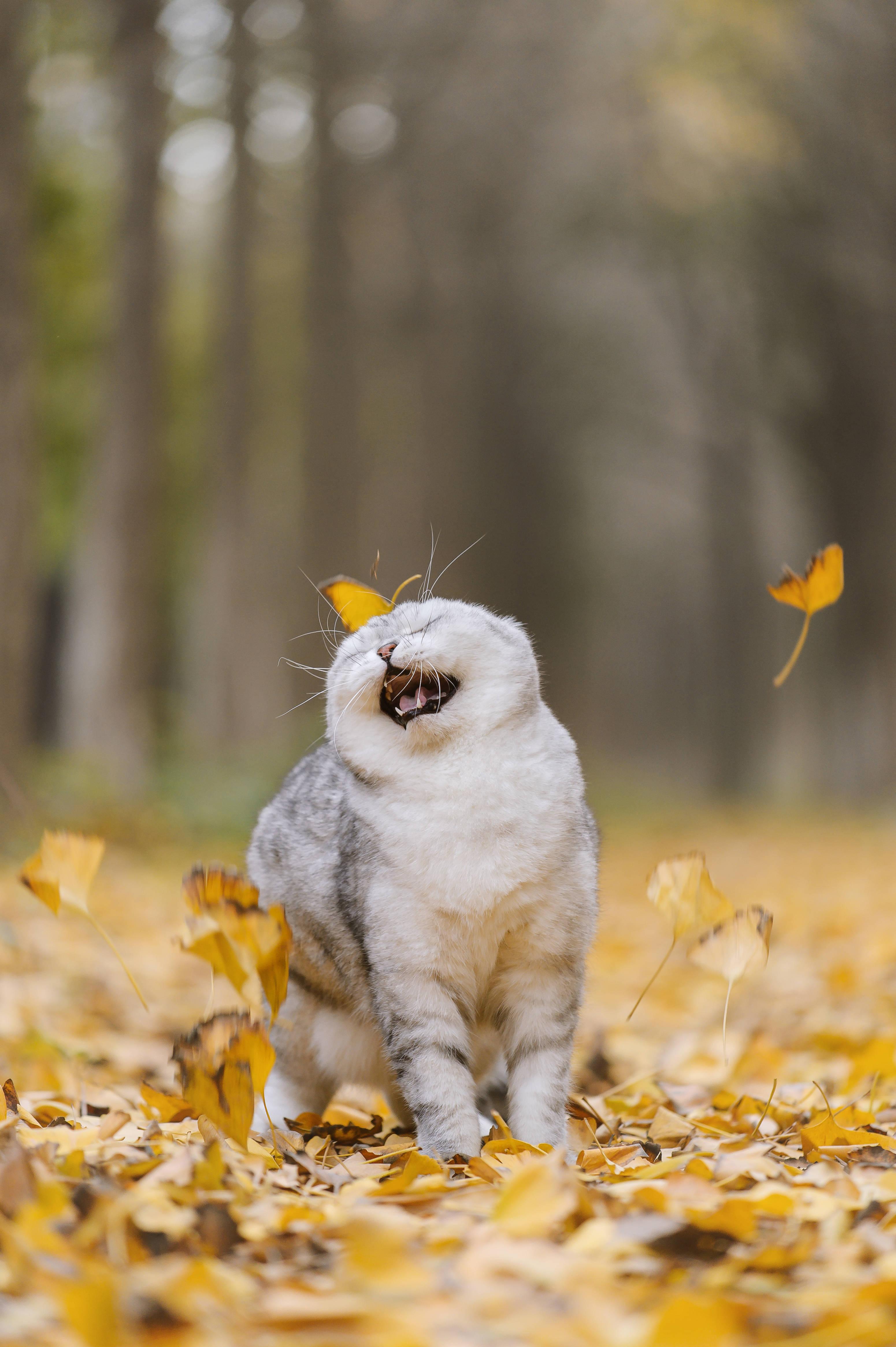 Cool Cat Playing Leaves — 3101x4659 wallpaper