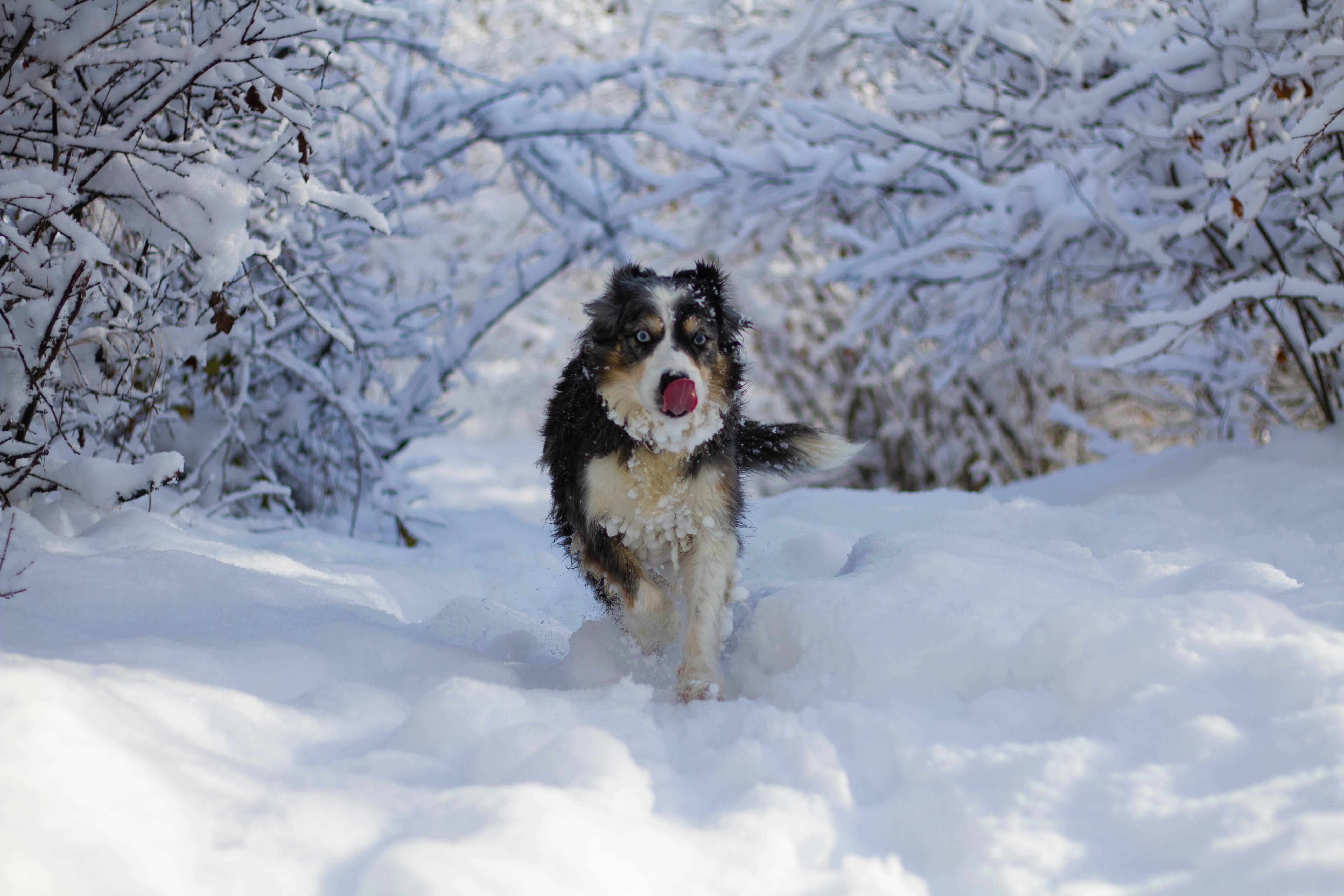 Cool Husky On Snow — 5184x3456 wallpaper