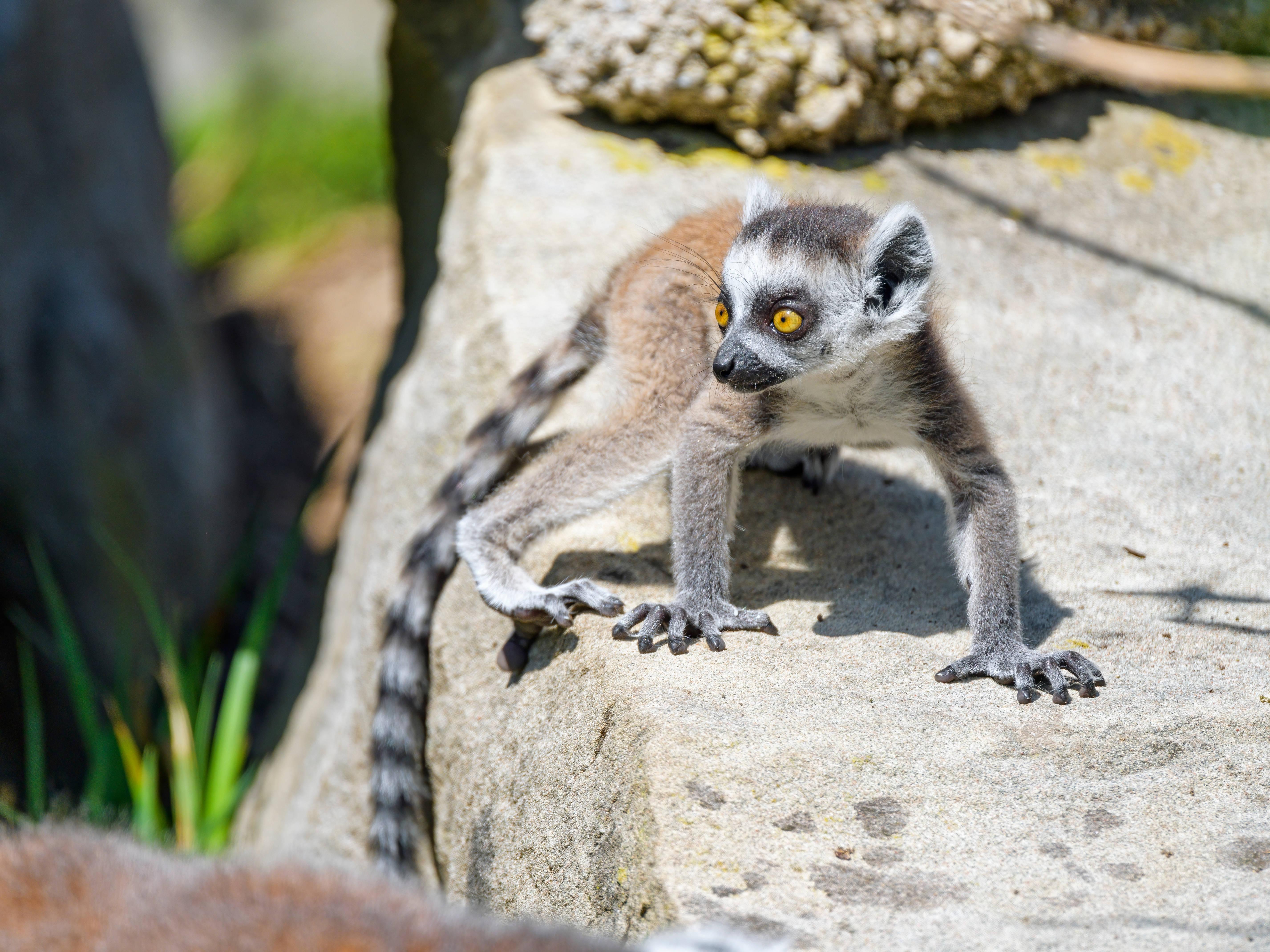 Cool Lemur Glancing Surroundings — 5708x4281 wallpaper
