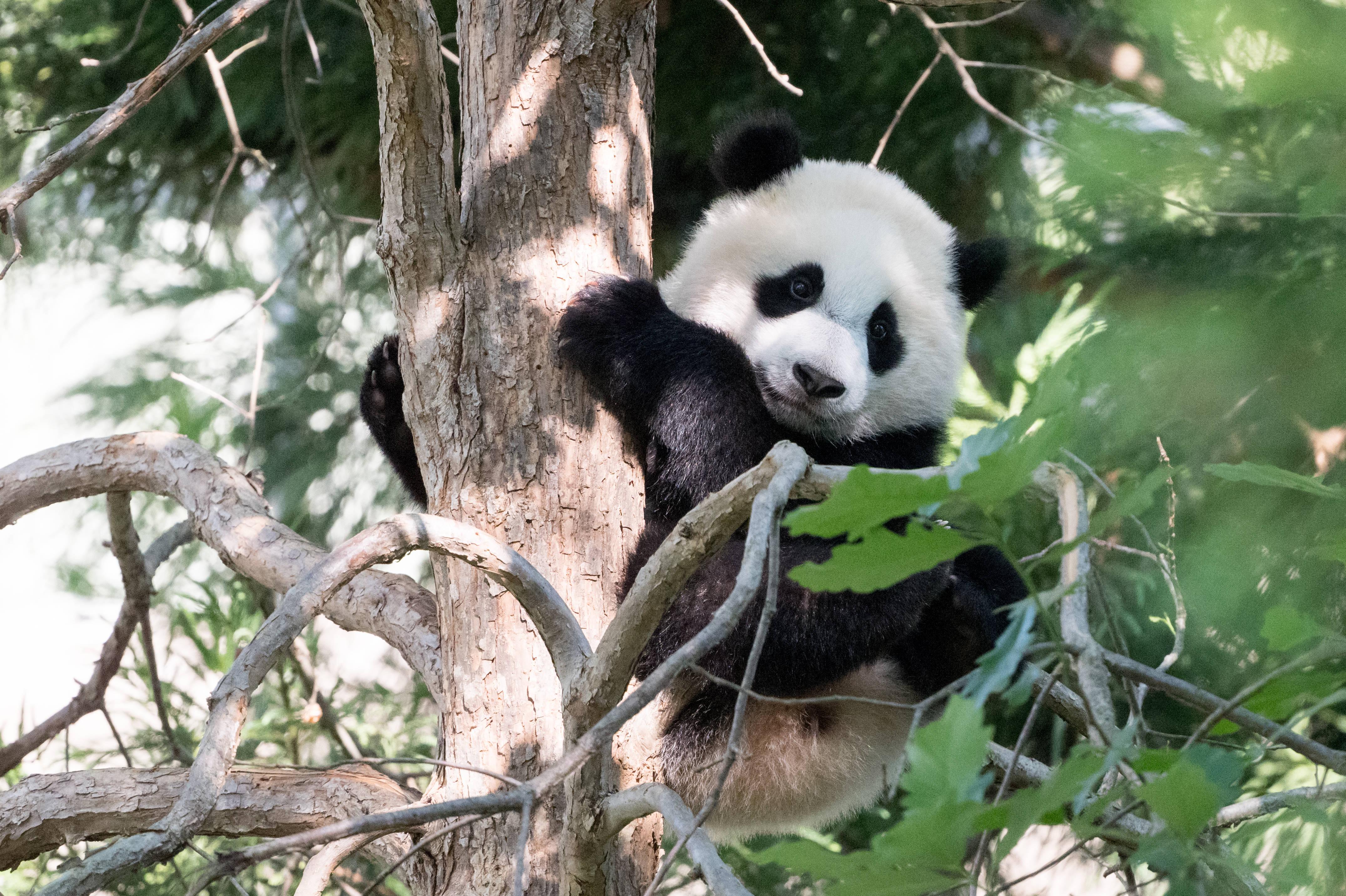 Cool Panda Hugging Tree — 4303x2866 wallpaper