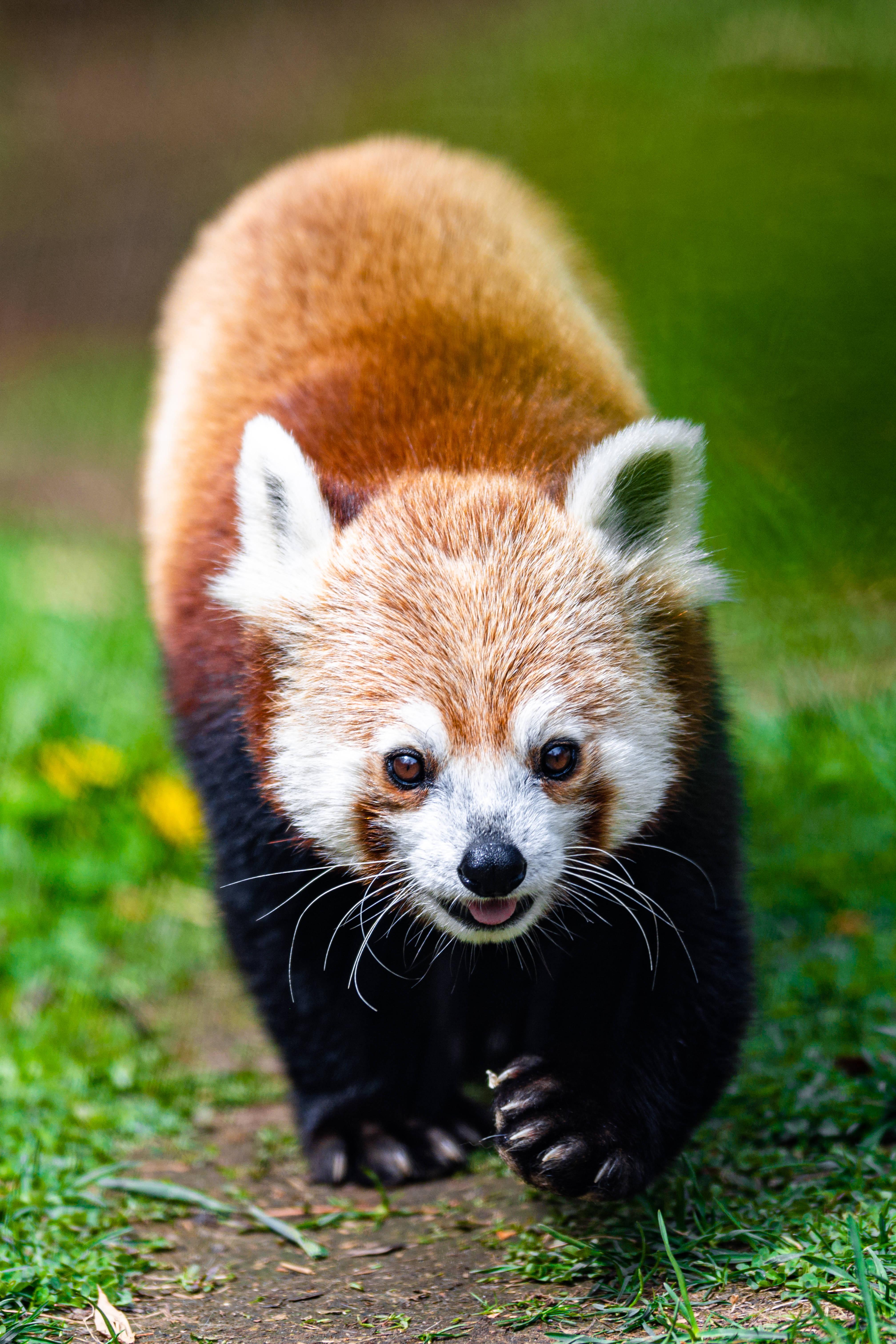 Cool Red Panda — 4032x6048 wallpaper