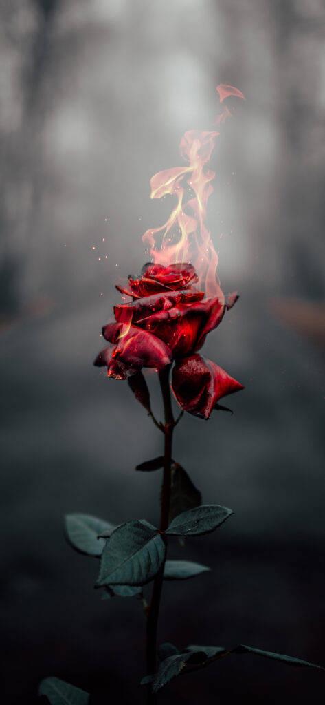 Cool Rose Photography — 473x1024 wallpaper