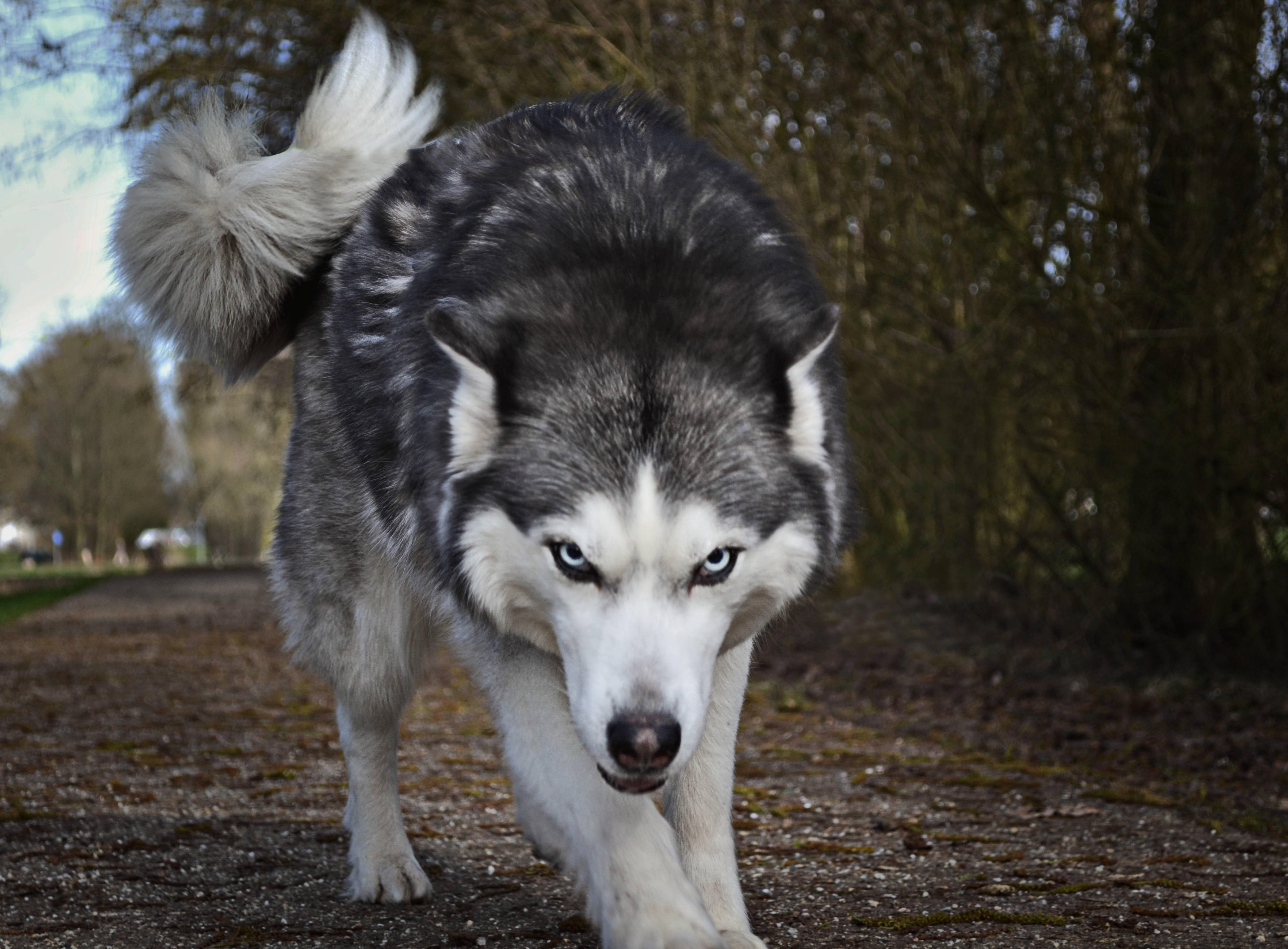 Cool Wolf Furious Look — 6500x4790 wallpaper