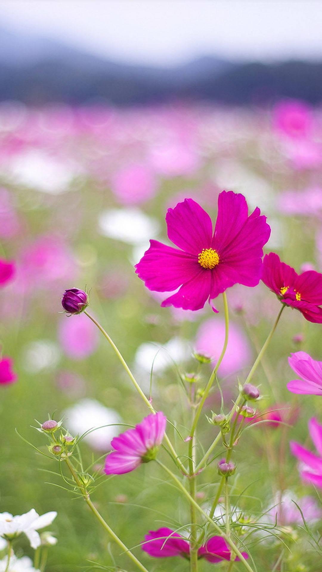Cosmos Flower Field Beautiful Phone — 1080x1920 wallpaper