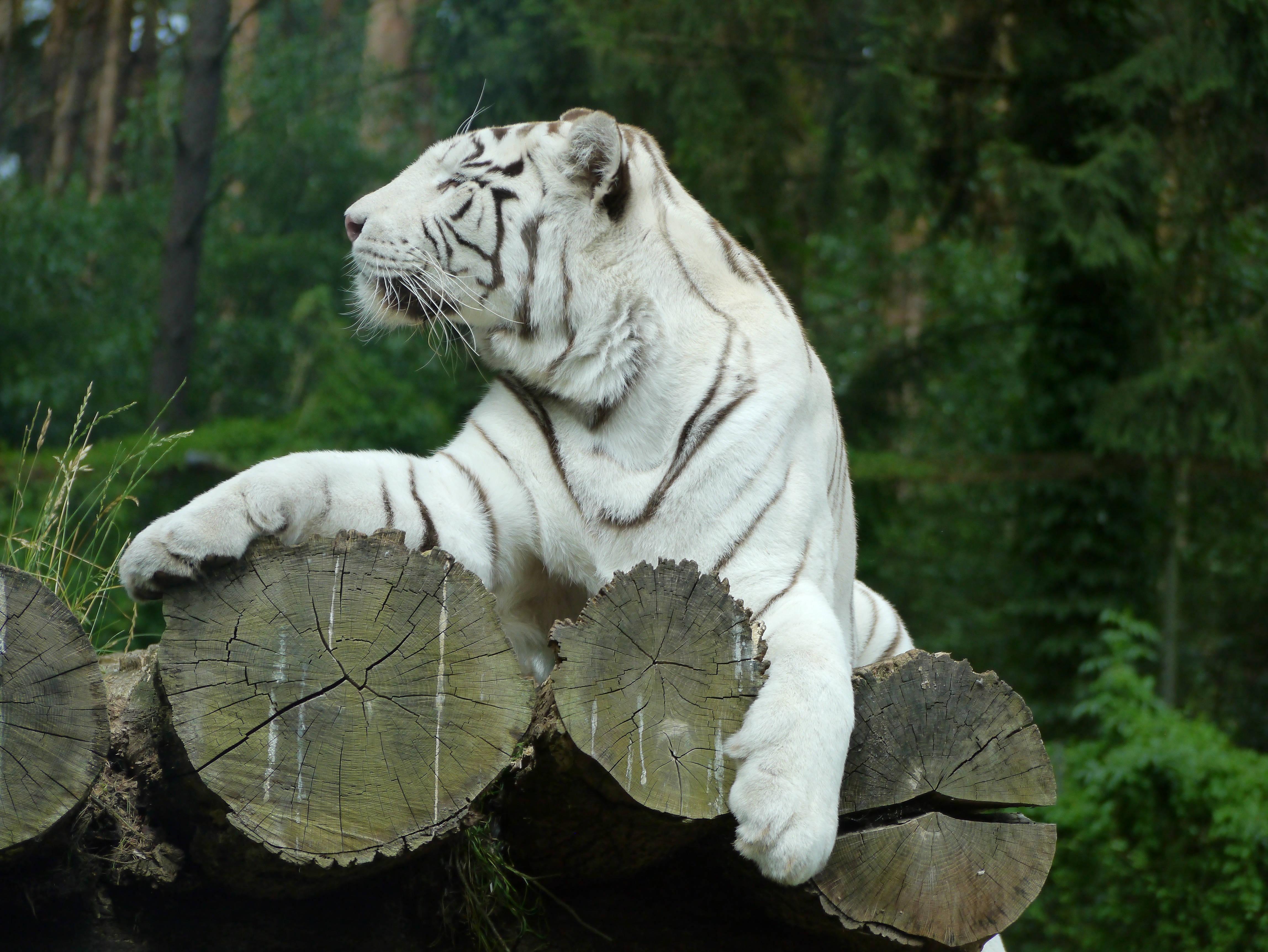 Courageous White Tiger Out in the Wild — 4592x3448 wallpaper