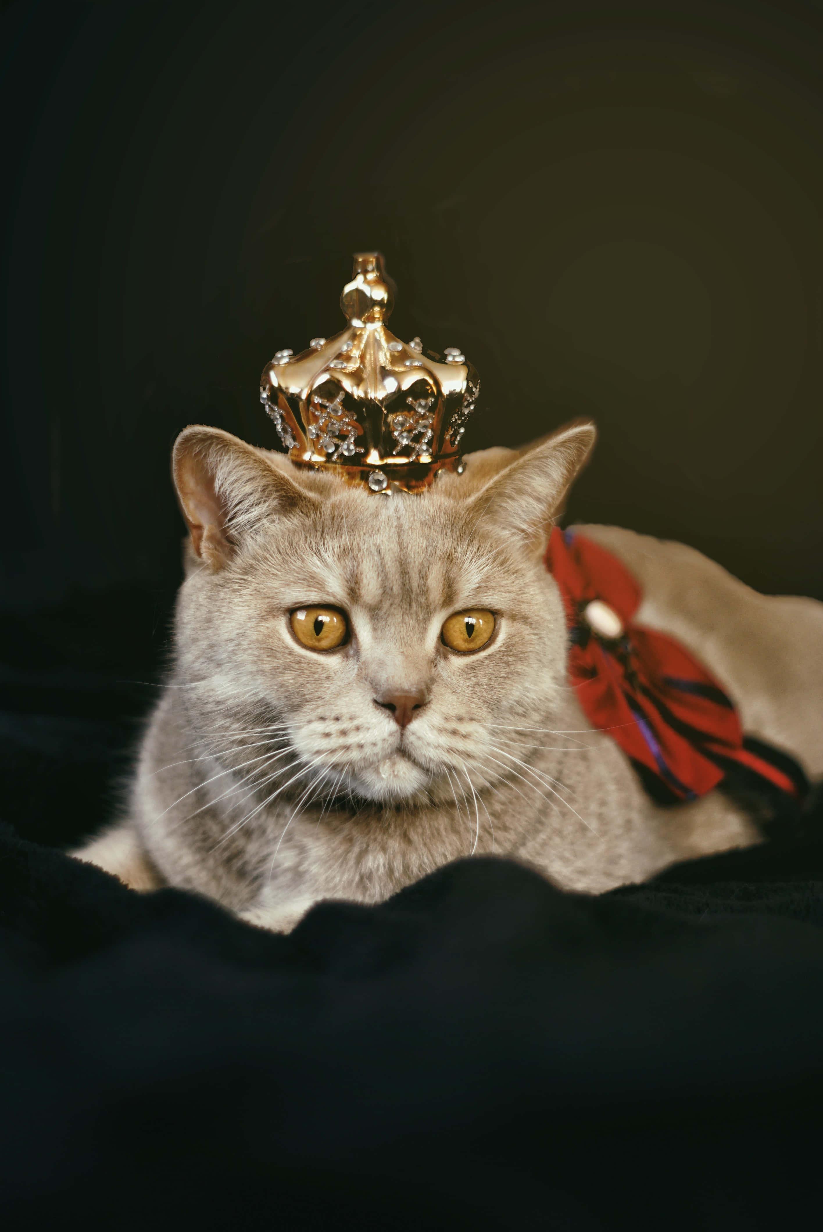 Crowned Cute Cat PFP — 2832x4240 wallpaper