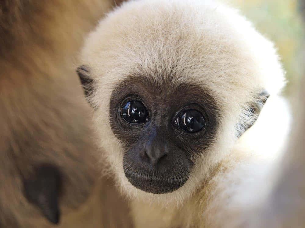 Cuddle Up With Cuteness — 1000x750 wallpaper