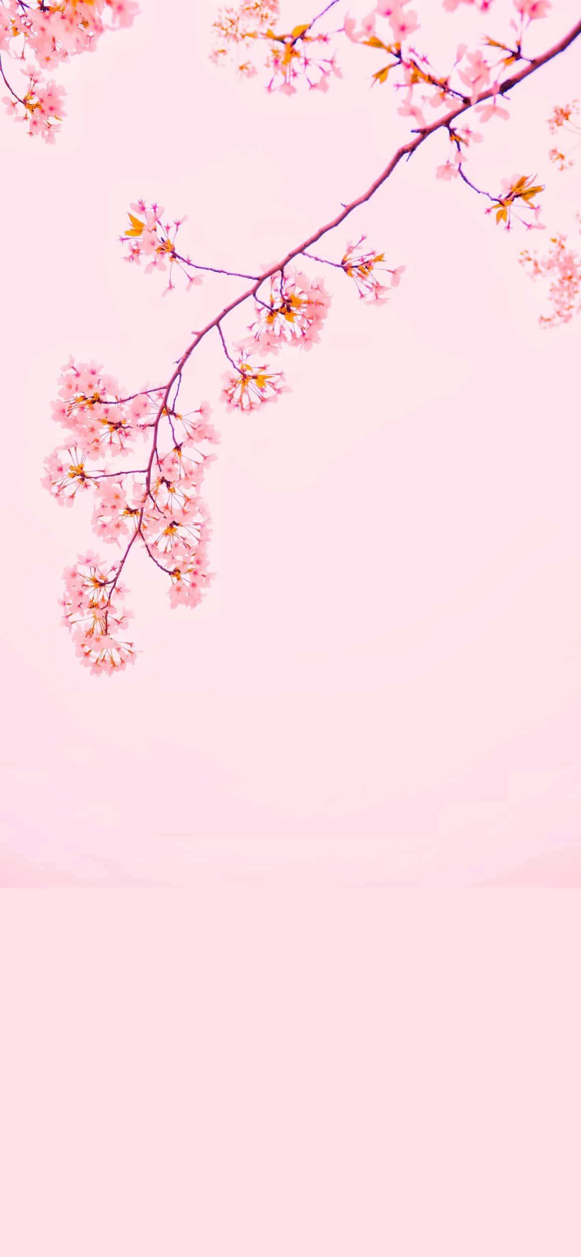 Cute Aesthetic background — 1170x2532 wallpaper