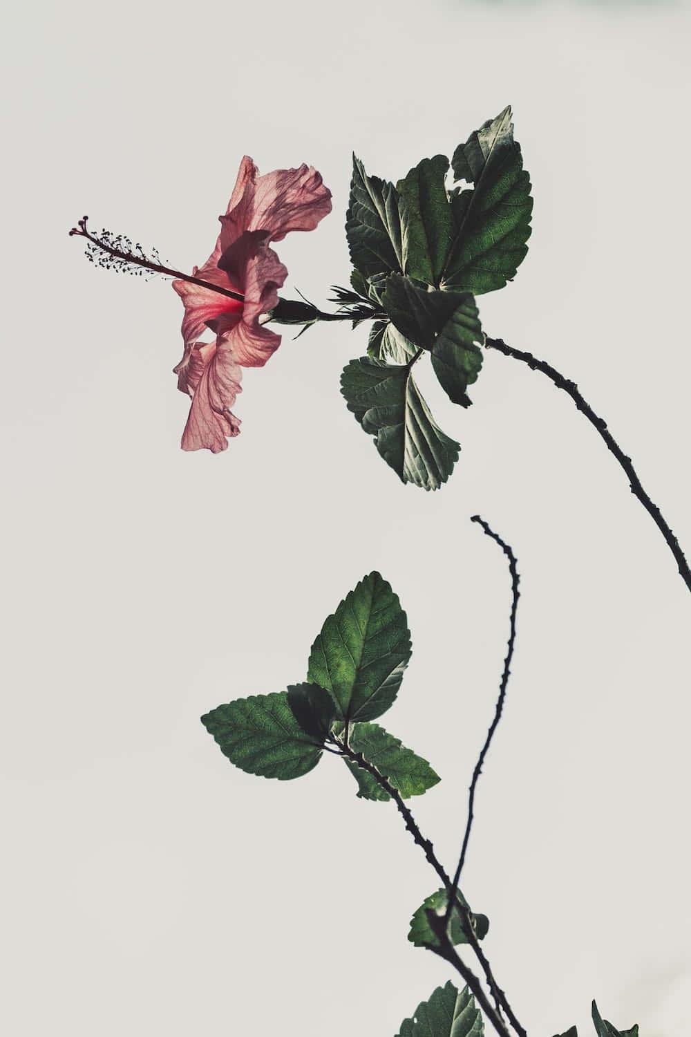 Cute Aesthetic pictures — 1000x1500 wallpaper