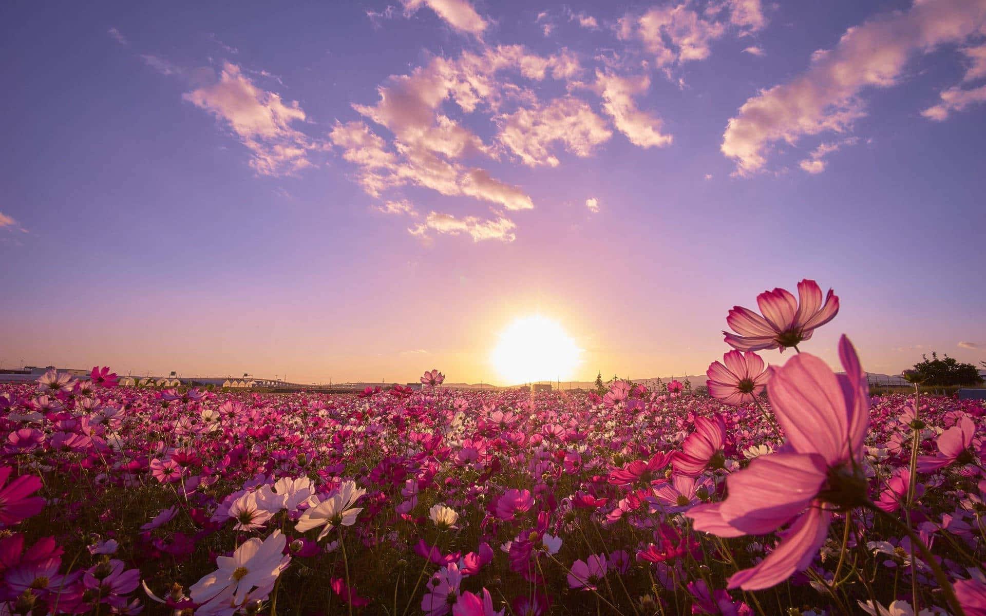 Cute Aesthetic pictures — 1920x1200 wallpaper
