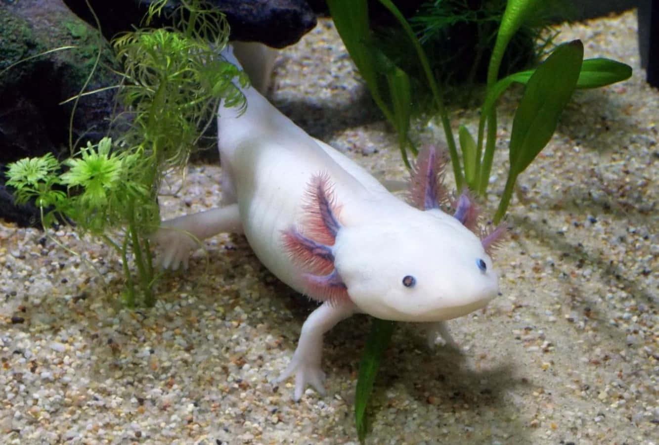 Cute and Colorful Axolotls — 1333x900 wallpaper