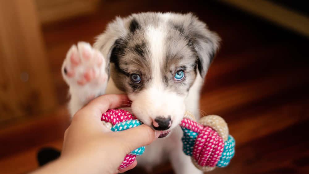 Cute Australian Shepherd Puppy Picture — 1000x563 wallpaper