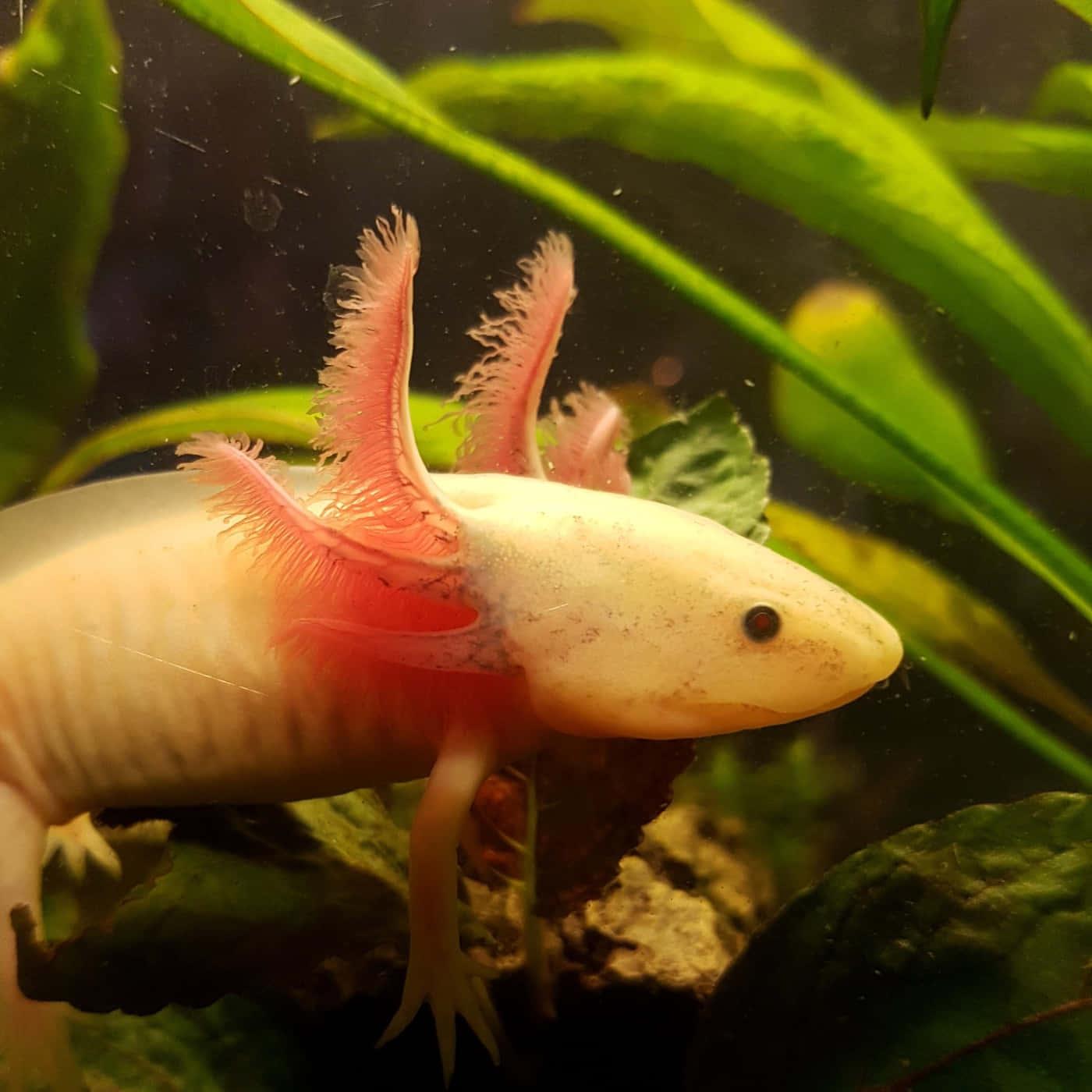Cute Axolotl, underwater companion — 1400x1400 wallpaper