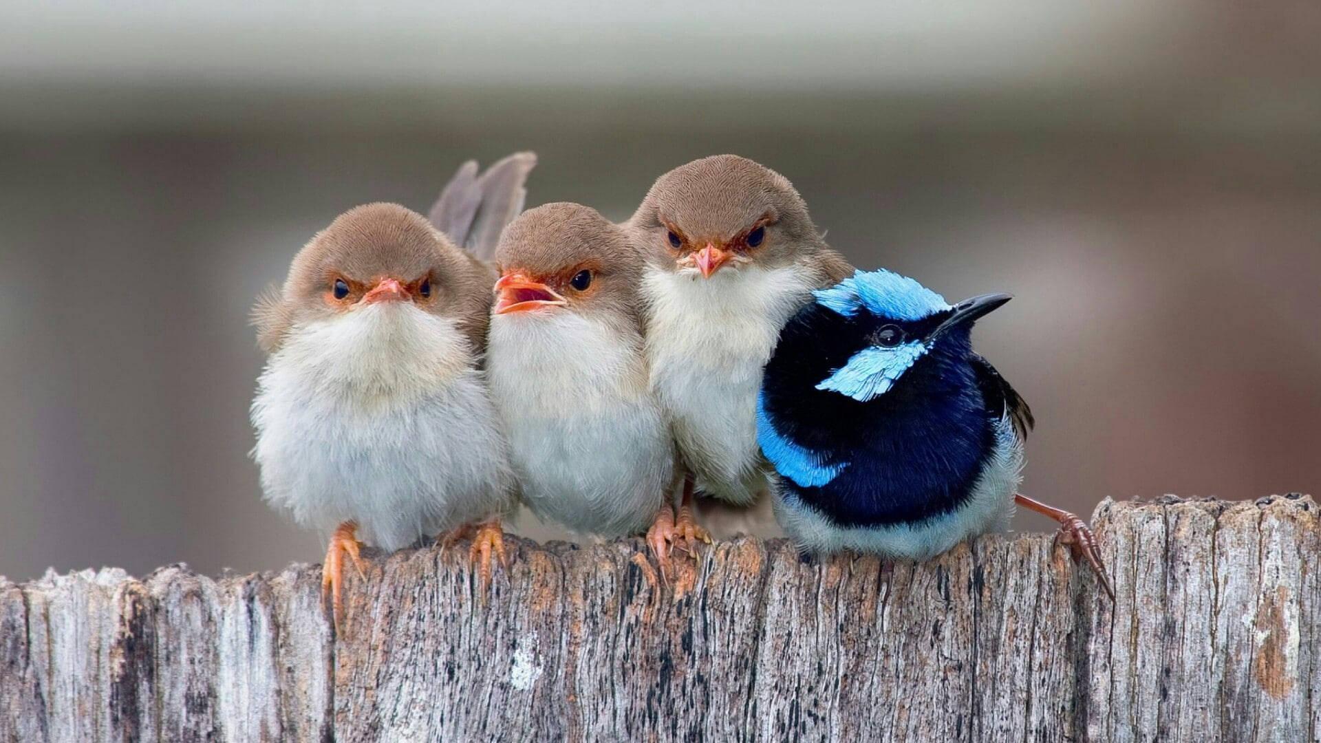 Cute Baby Birds — 1920x1080 wallpaper