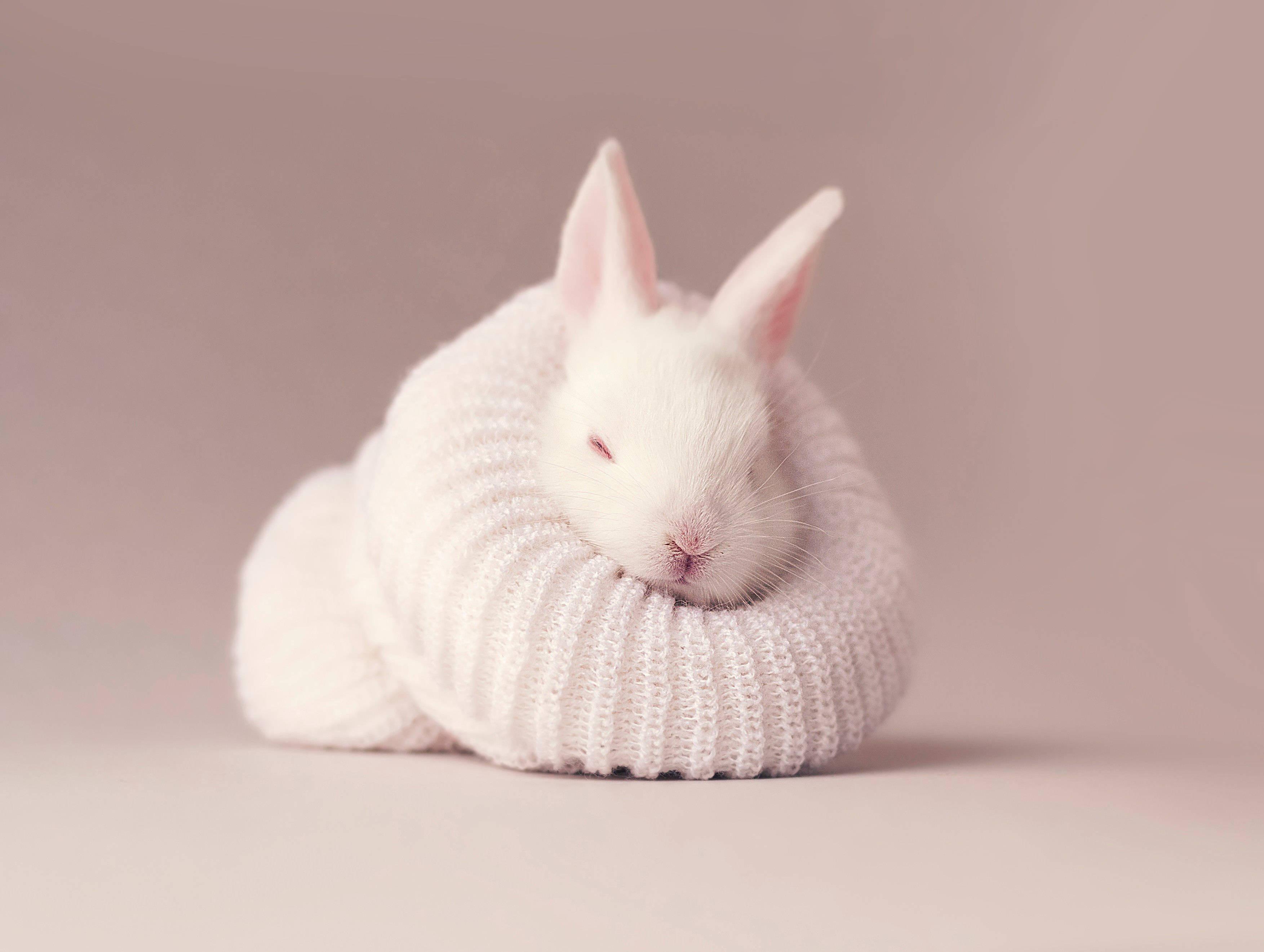 Cute Baby Bunny — 3507x2642 wallpaper