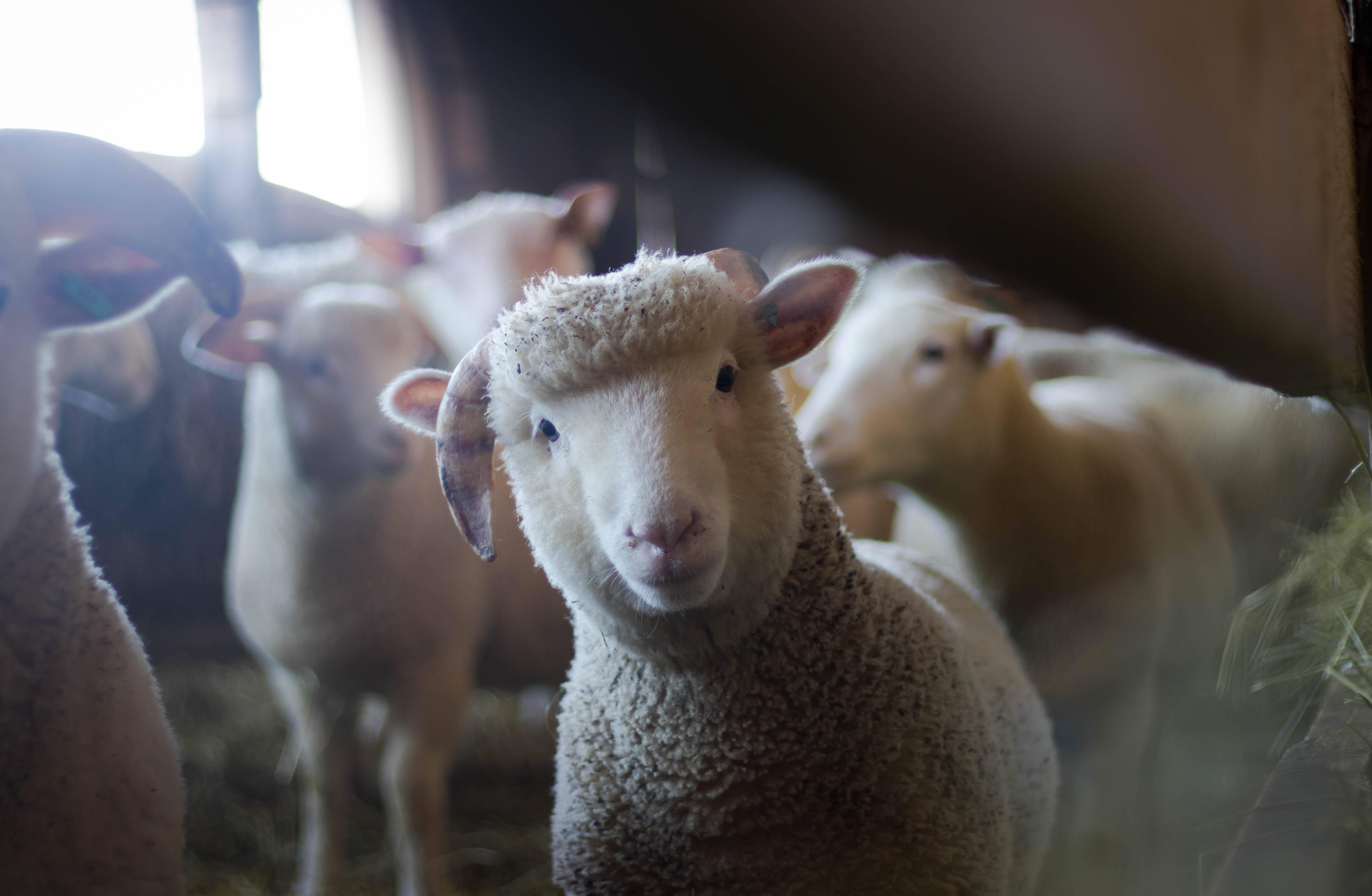 Cute Baby Lamb — 5737x3747 wallpaper
