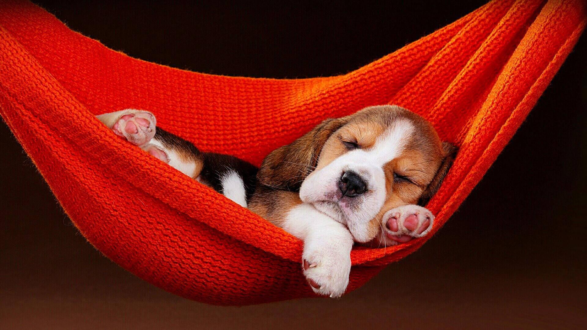Cute Beagle on Hammock — 1920x1080 wallpaper