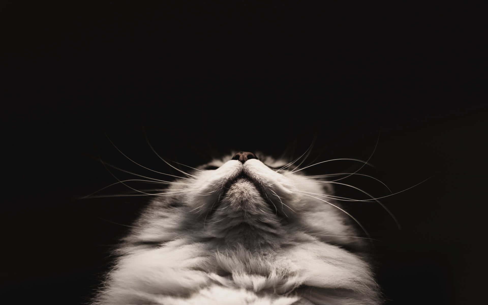 Cute Black background — 1920x1200 wallpaper