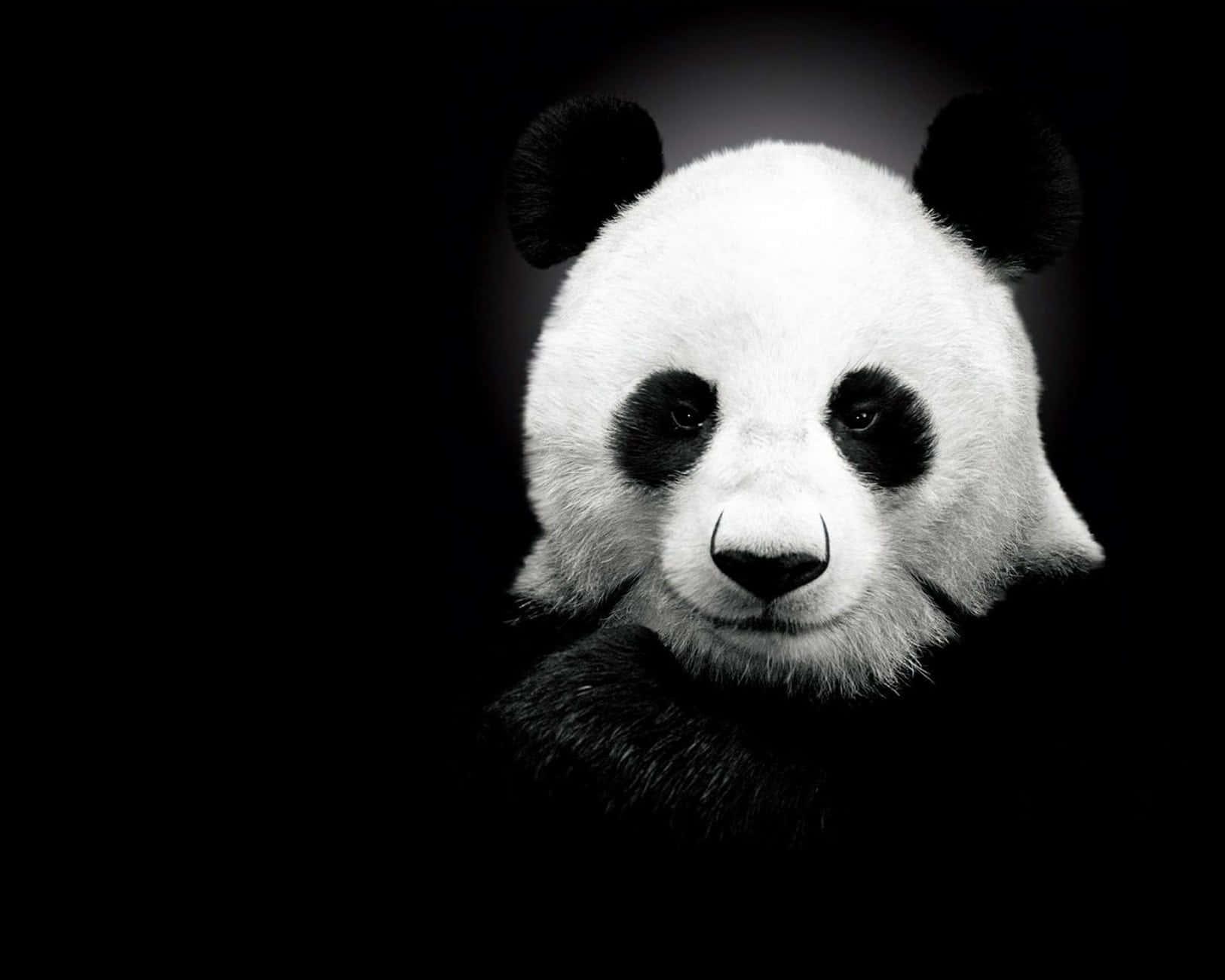 Cute Black background — 1625x1300 wallpaper