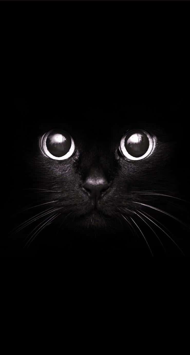 Cute Black background — 740x1384 wallpaper