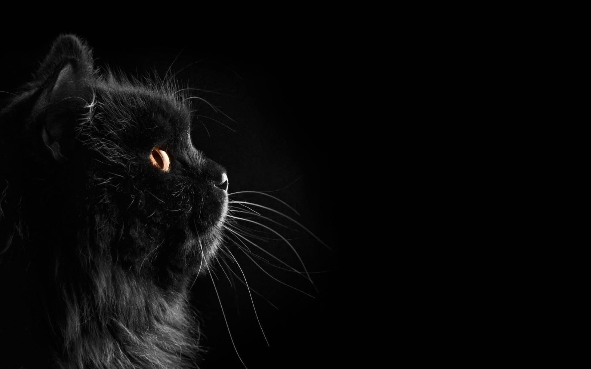 Cute Black Cat Whiskers — 1920x1200 wallpaper