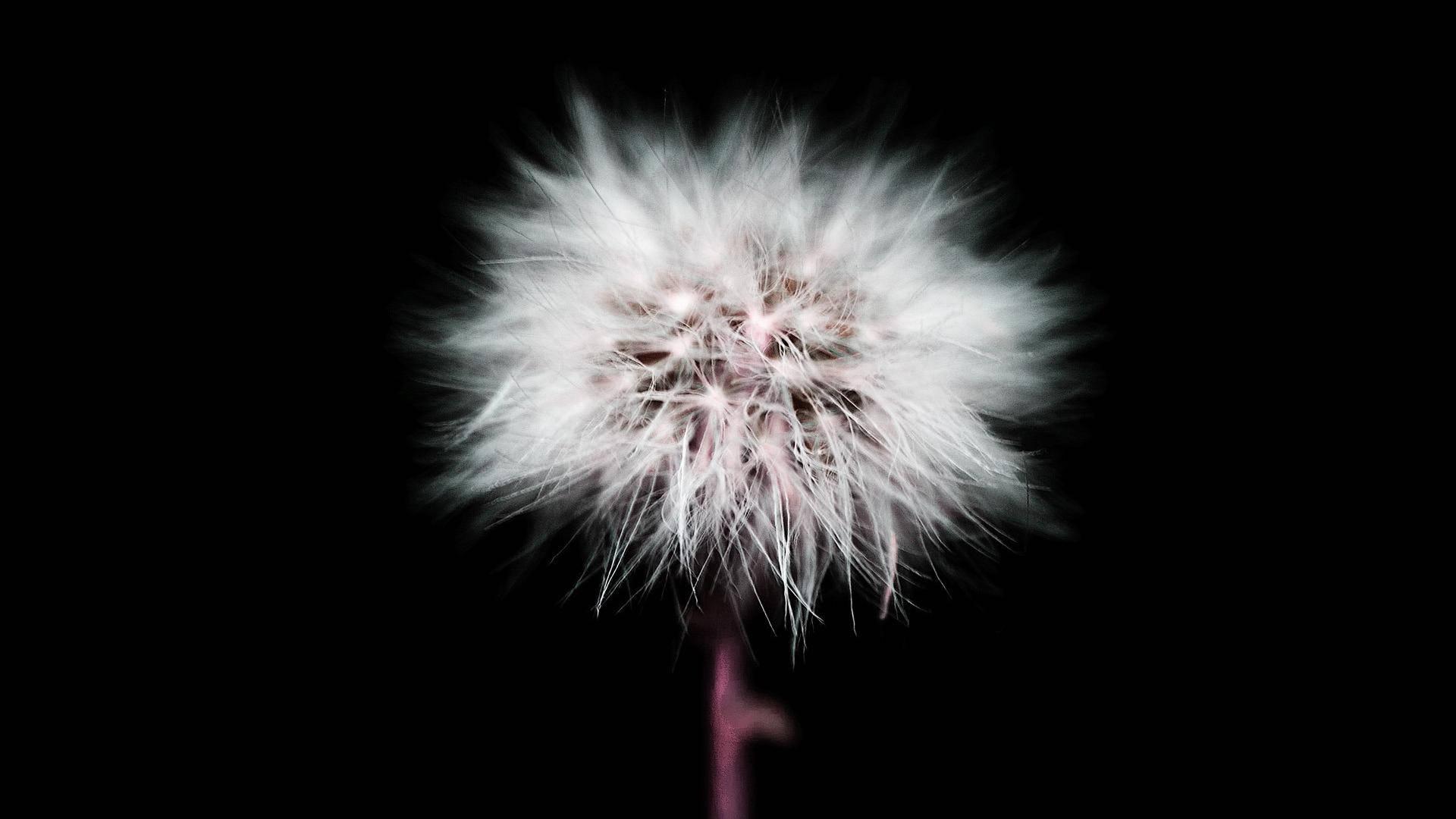 Cute Black Dandelion Flower — 1920x1080 wallpaper
