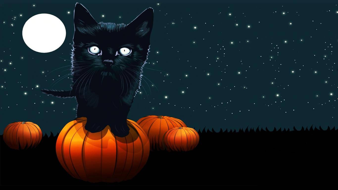 Cute Black Kitten On Pumpkin — 1366x768 wallpaper