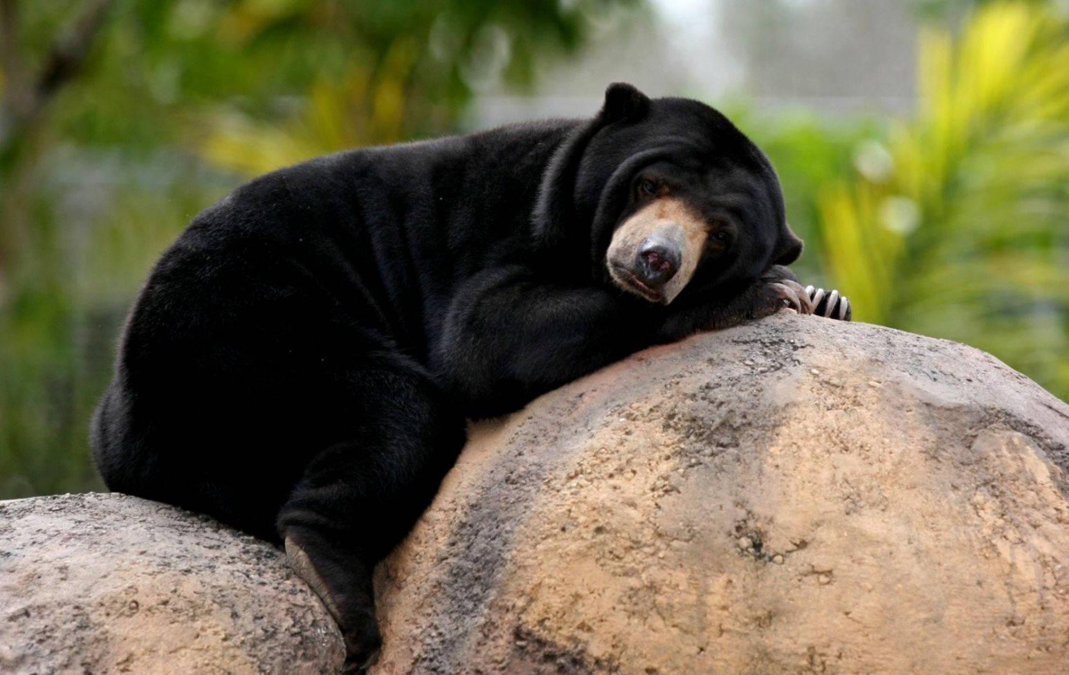 Cute Black Sleeping Bear — 1545x976 wallpaper