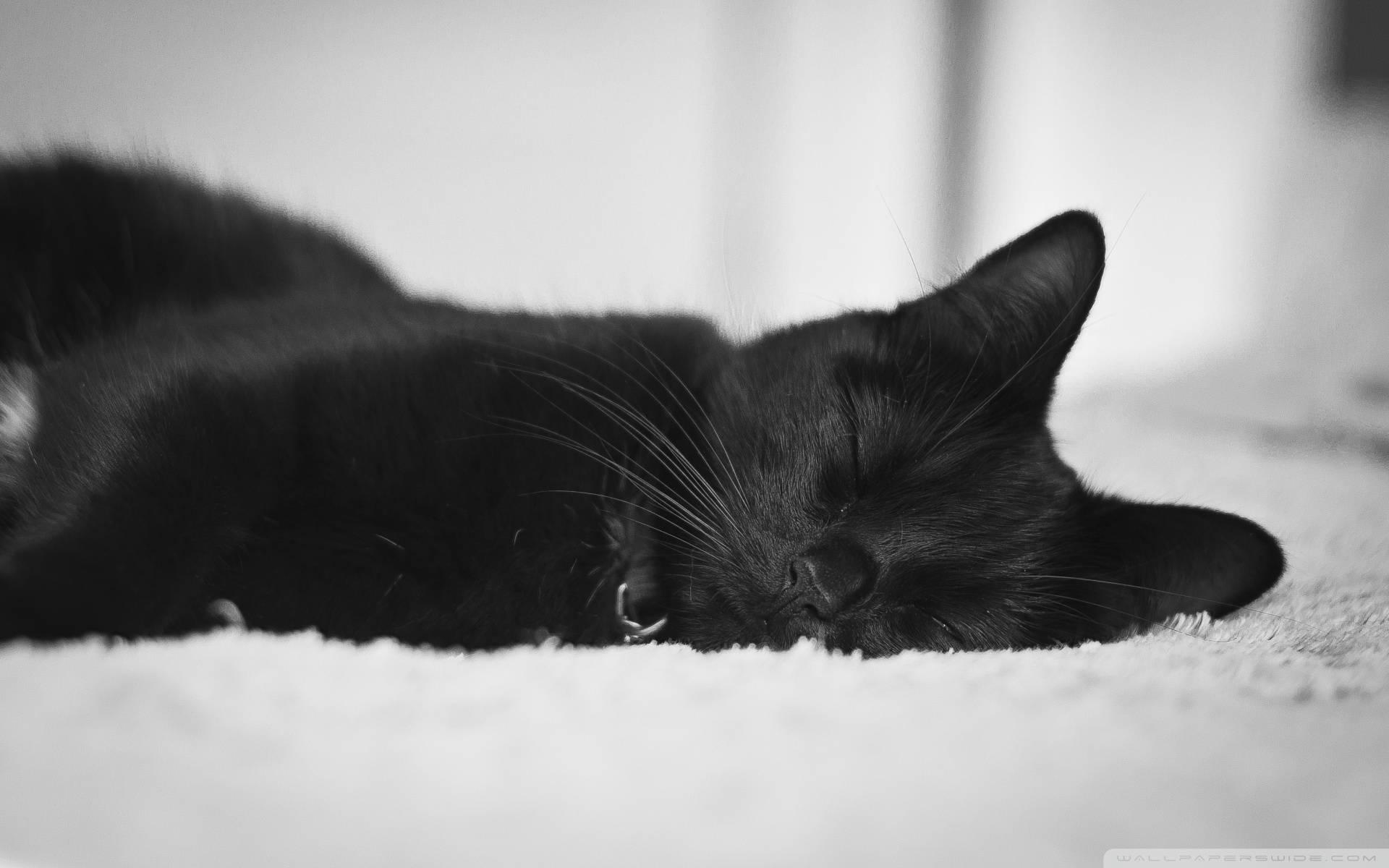 Cute Black Sleeping Cat — 1920x1200 wallpaper