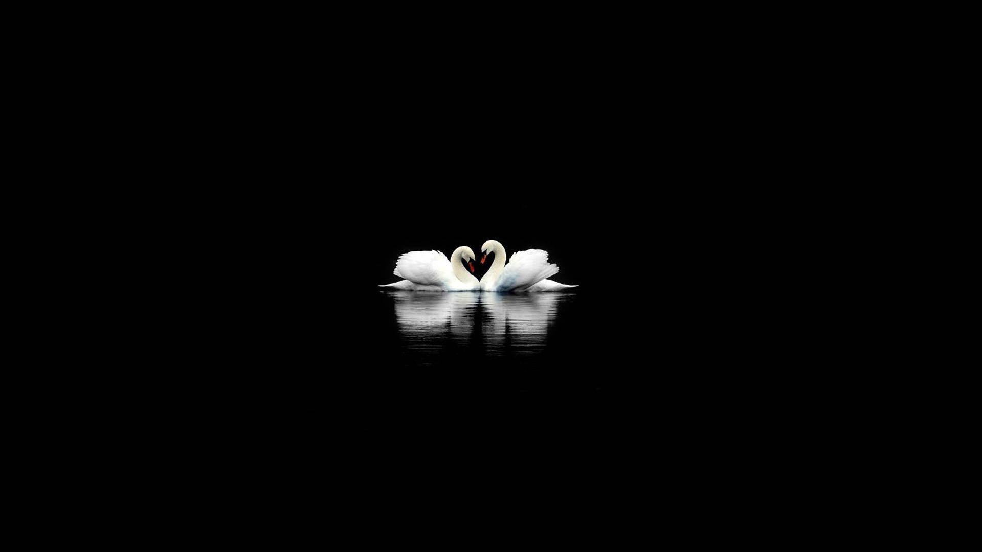 Cute Black Two Swans — 1920x1080 wallpaper