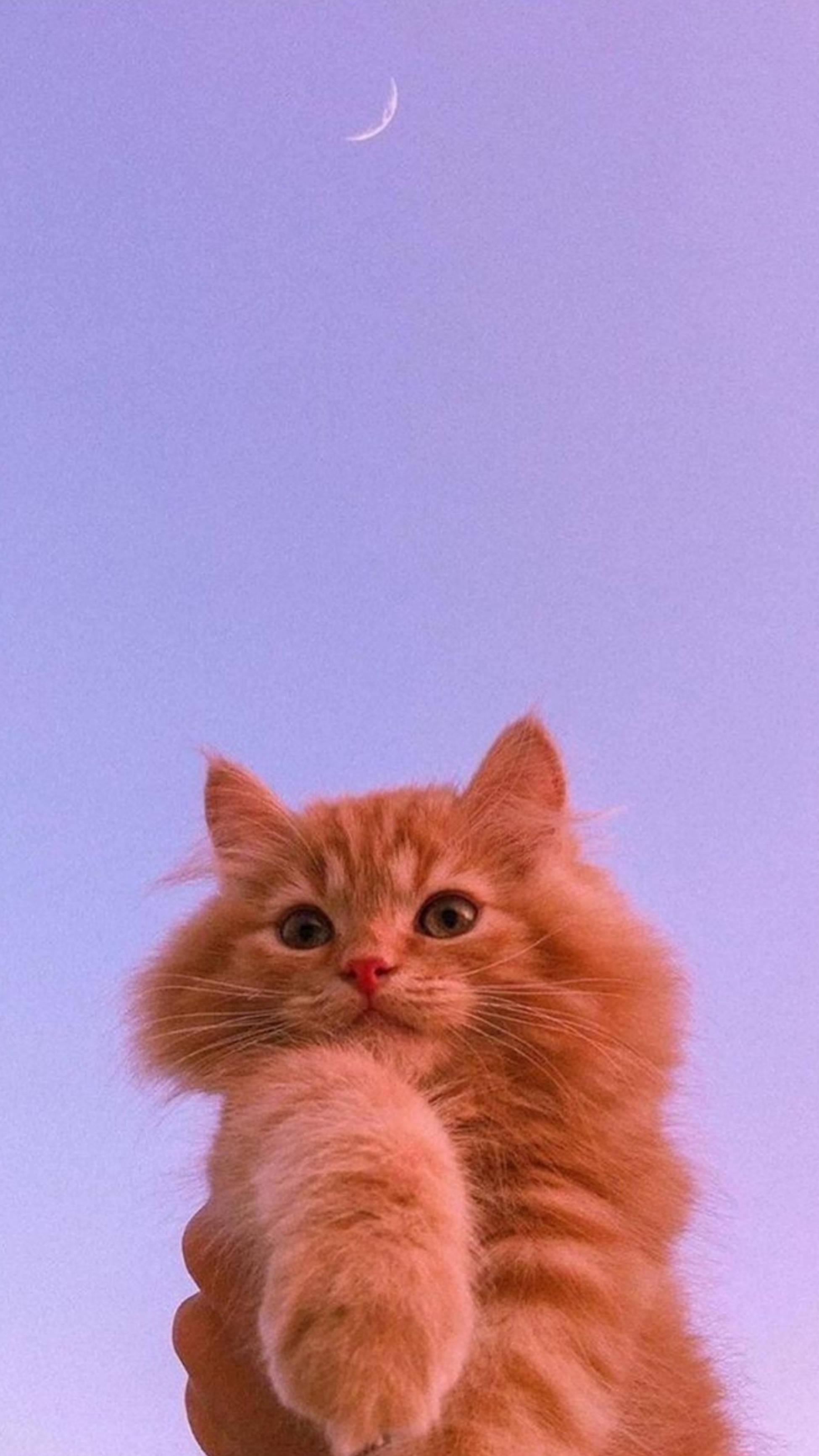 Cute Cat Aesthetic And Crescent Moon — 1949x3464 wallpaper