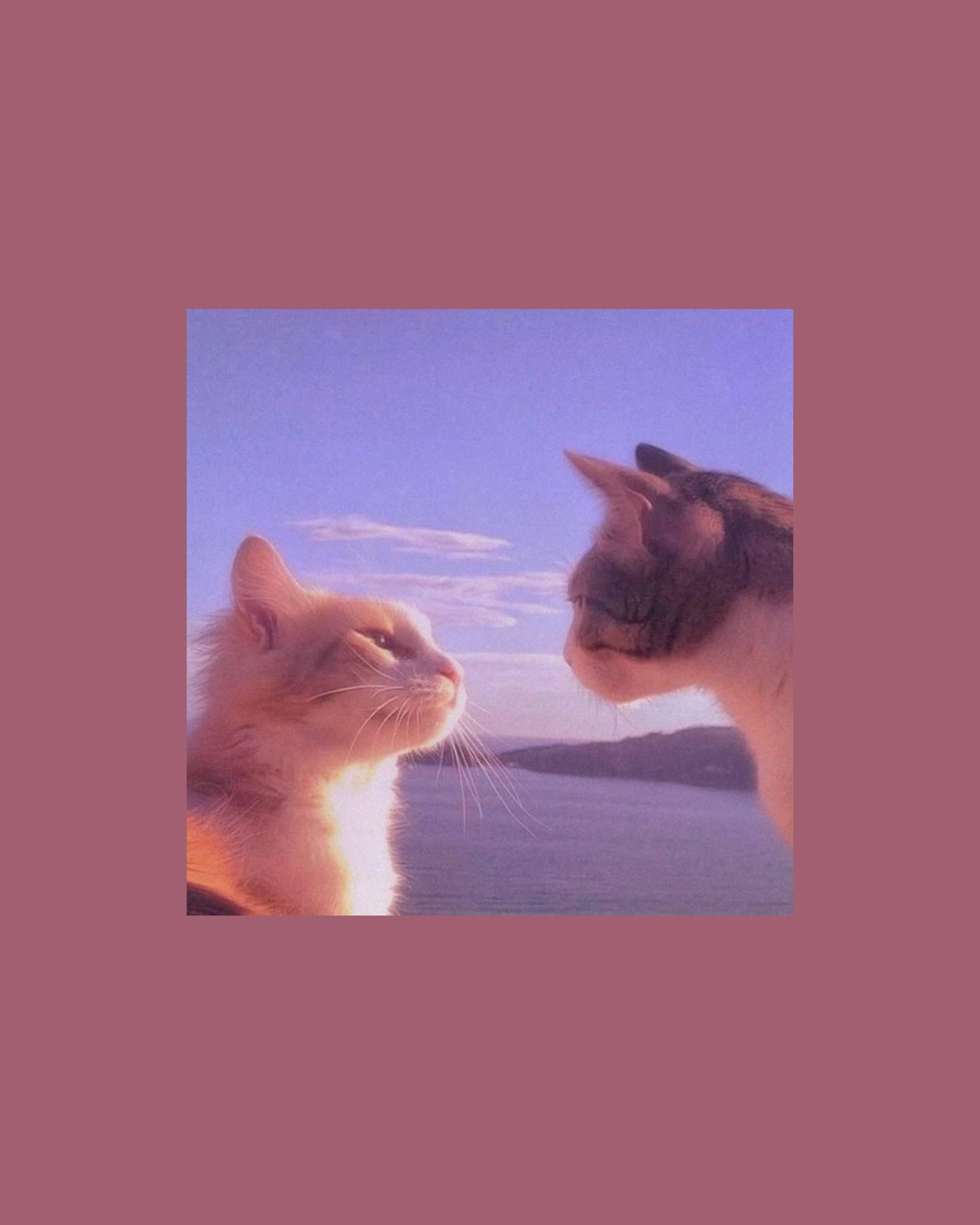 Cute Cat Aesthetic Beach And Sunlight — 2771x3464 wallpaper