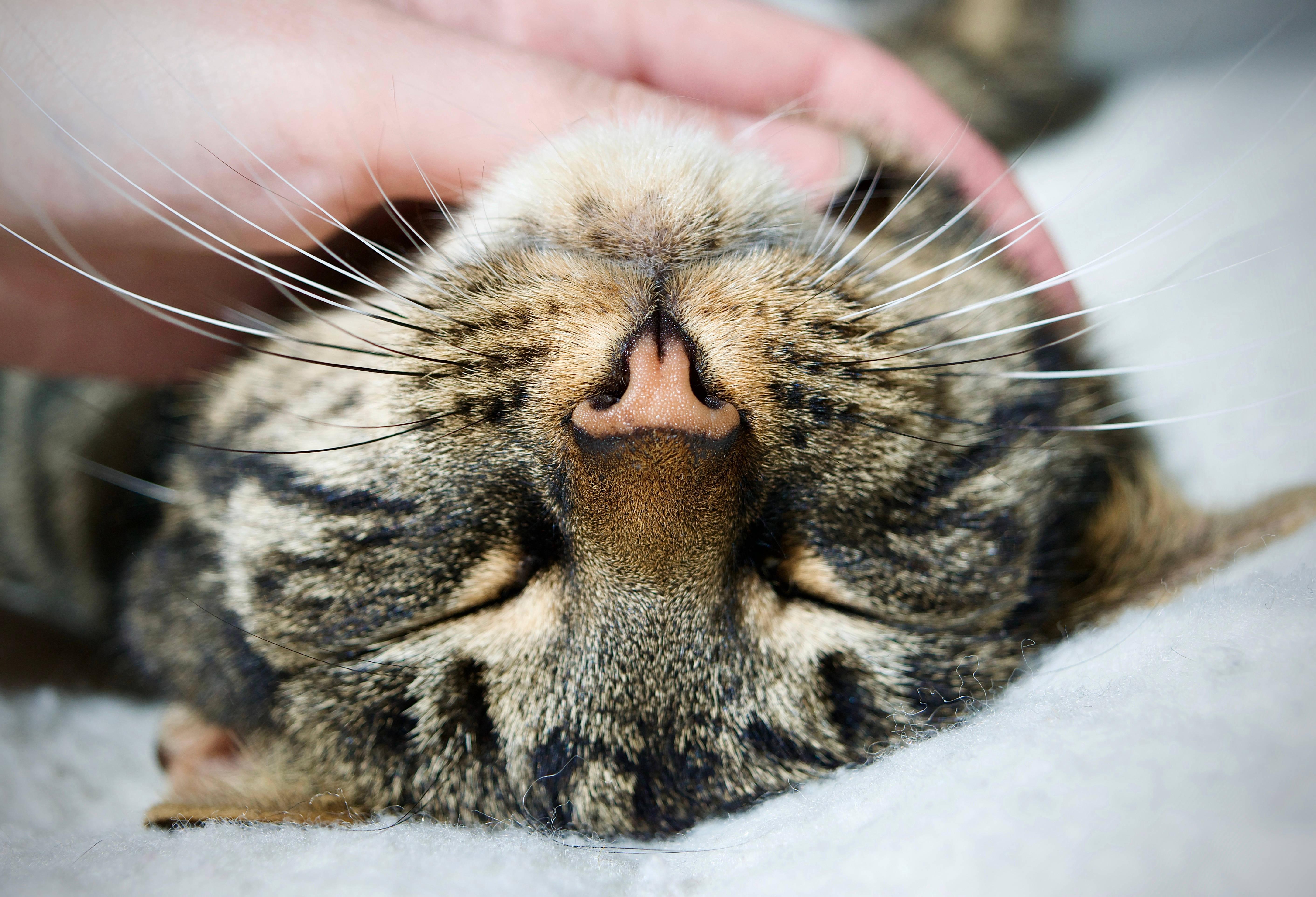Cute Cat Aesthetic Being Pet By Hand — 5647x3847 wallpaper