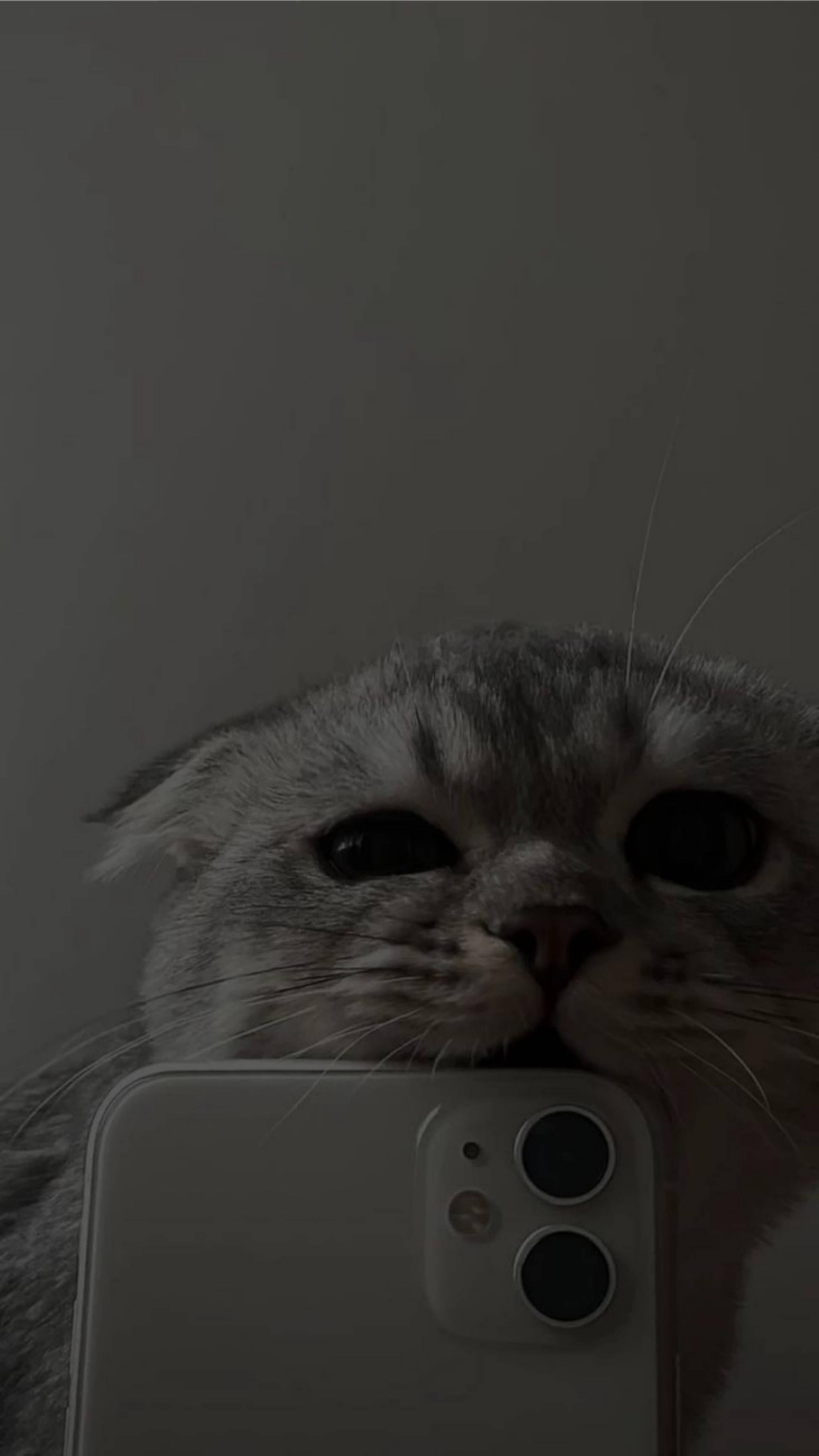 Cute Cat Aesthetic Biting Iphone 11 — 1949x3464 wallpaper