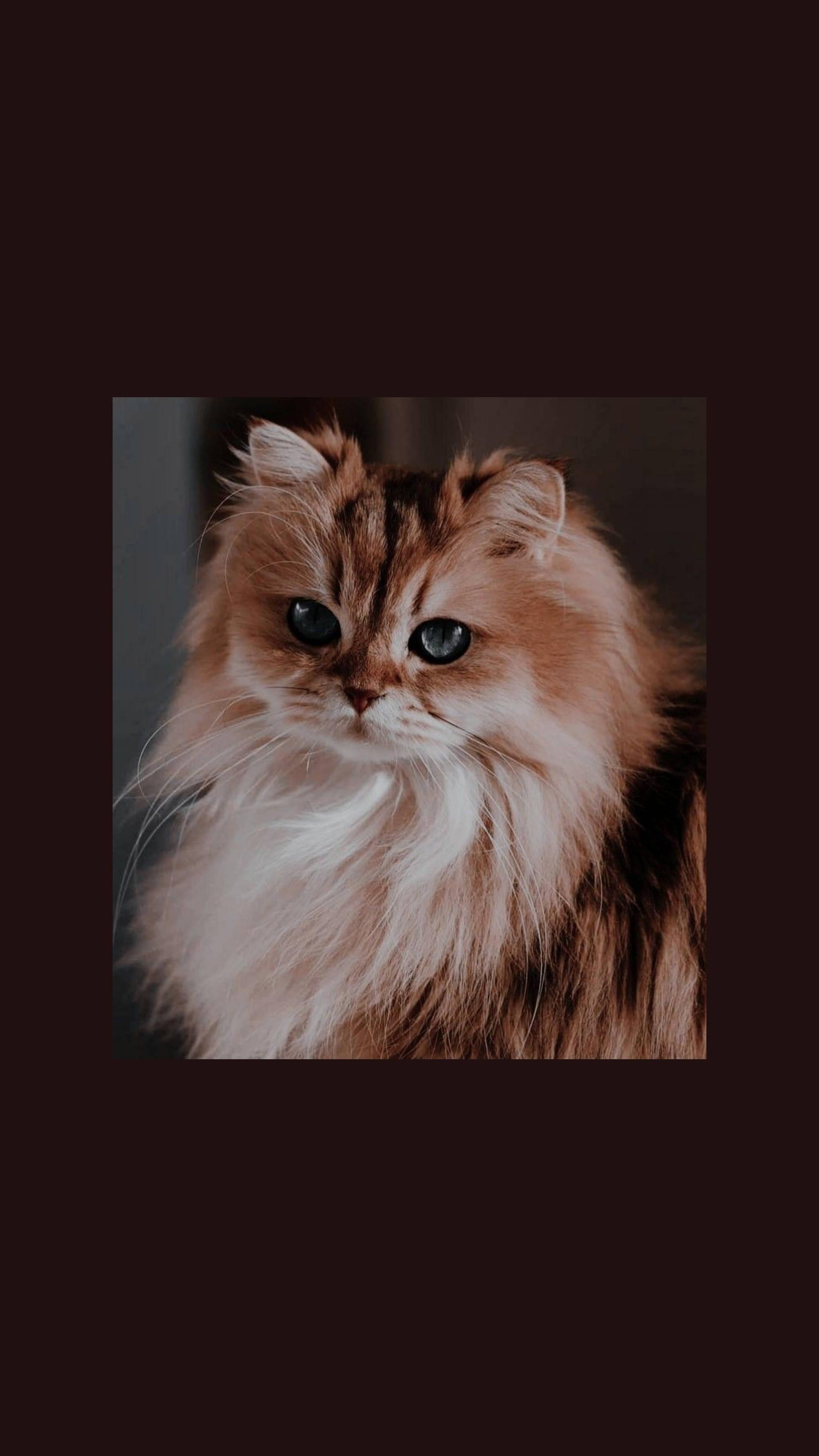 Cute Cat Aesthetic Blue Galaxy Eyes — 1949x3464 wallpaper