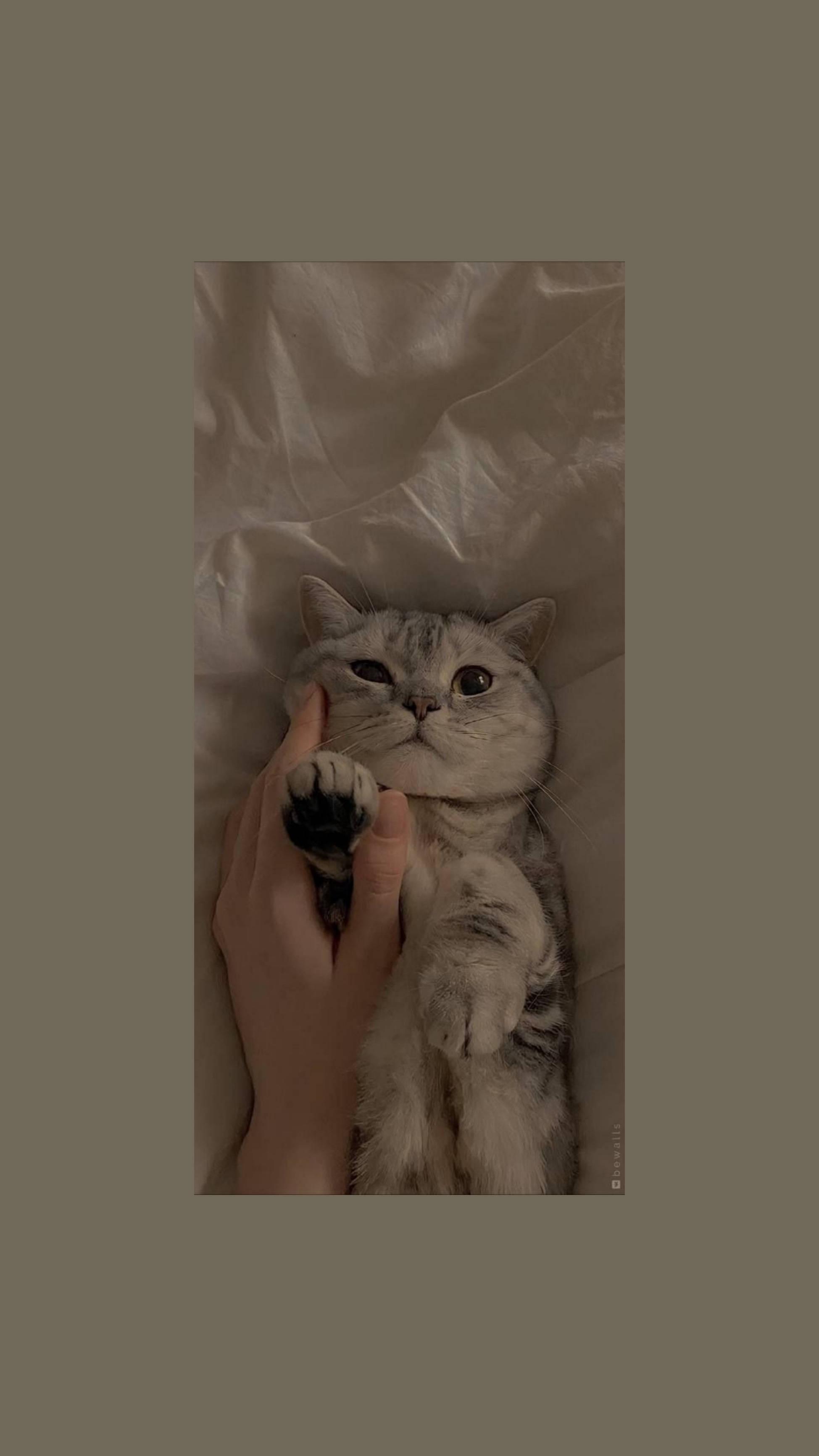 Cute Cat Aesthetic Cuddles And Play — 1949x3464 wallpaper