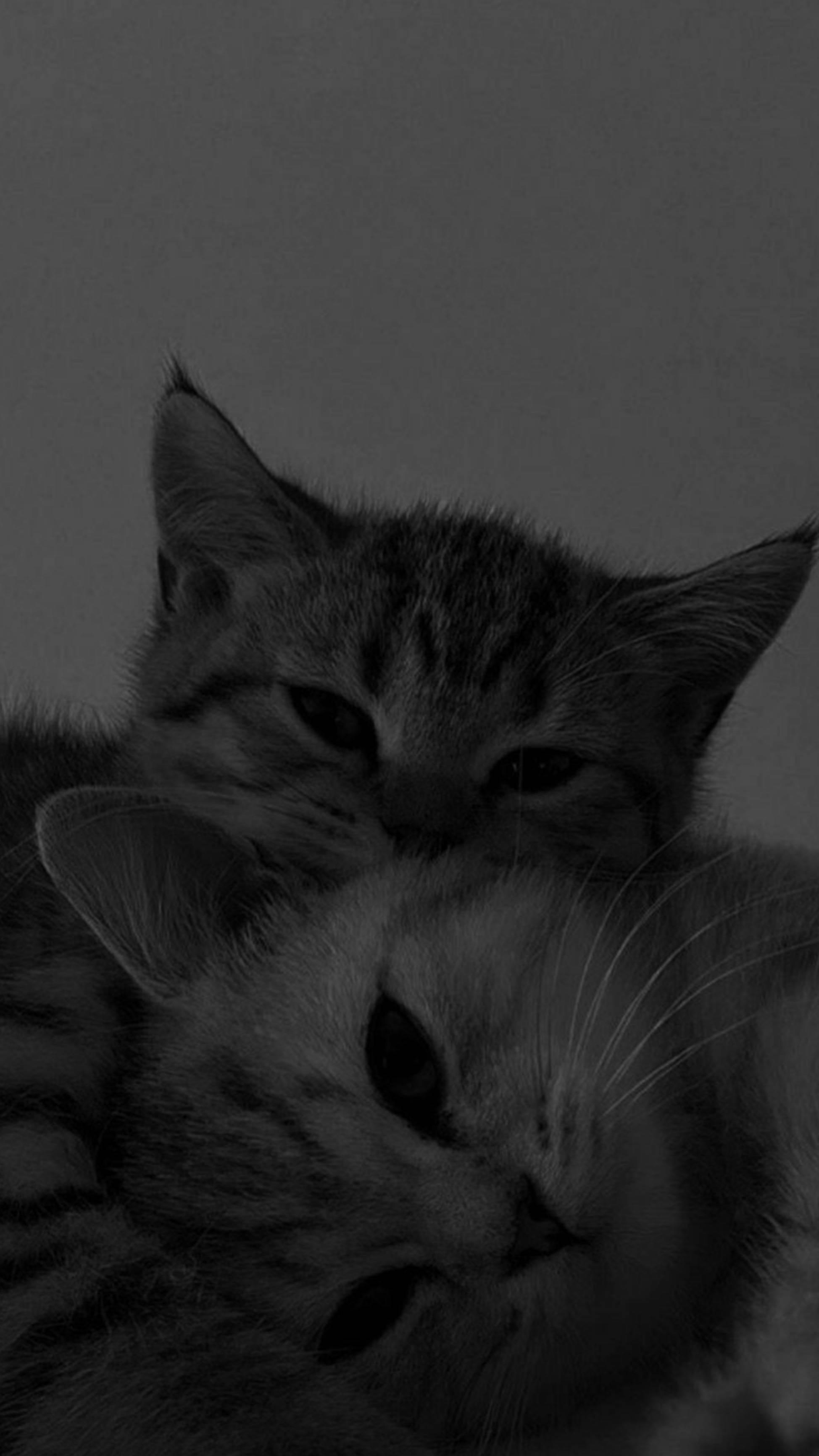 Cute Cat Aesthetic Cuddling Together — 1949x3464 wallpaper