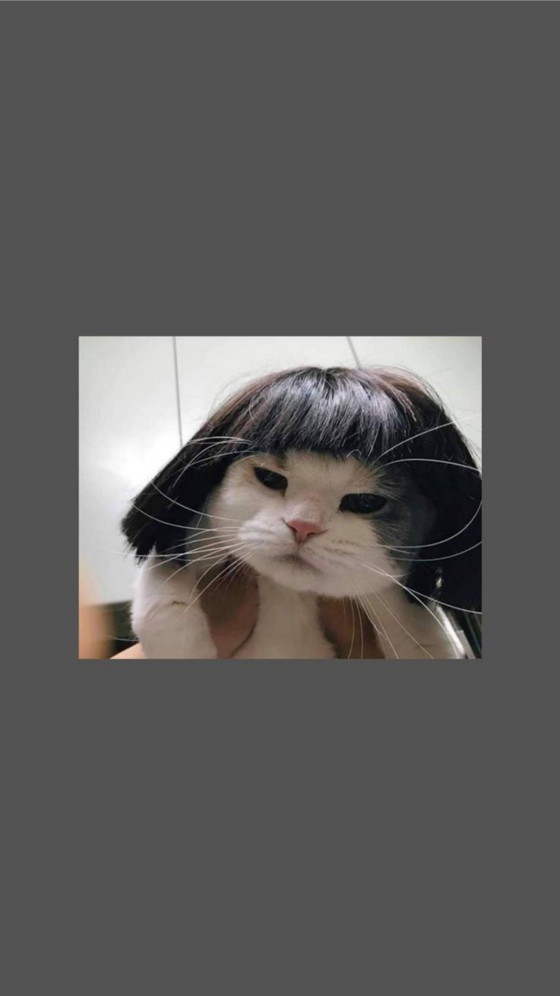 Cute Cat Aesthetic Funny Short Wig — 1949x3464 wallpaper