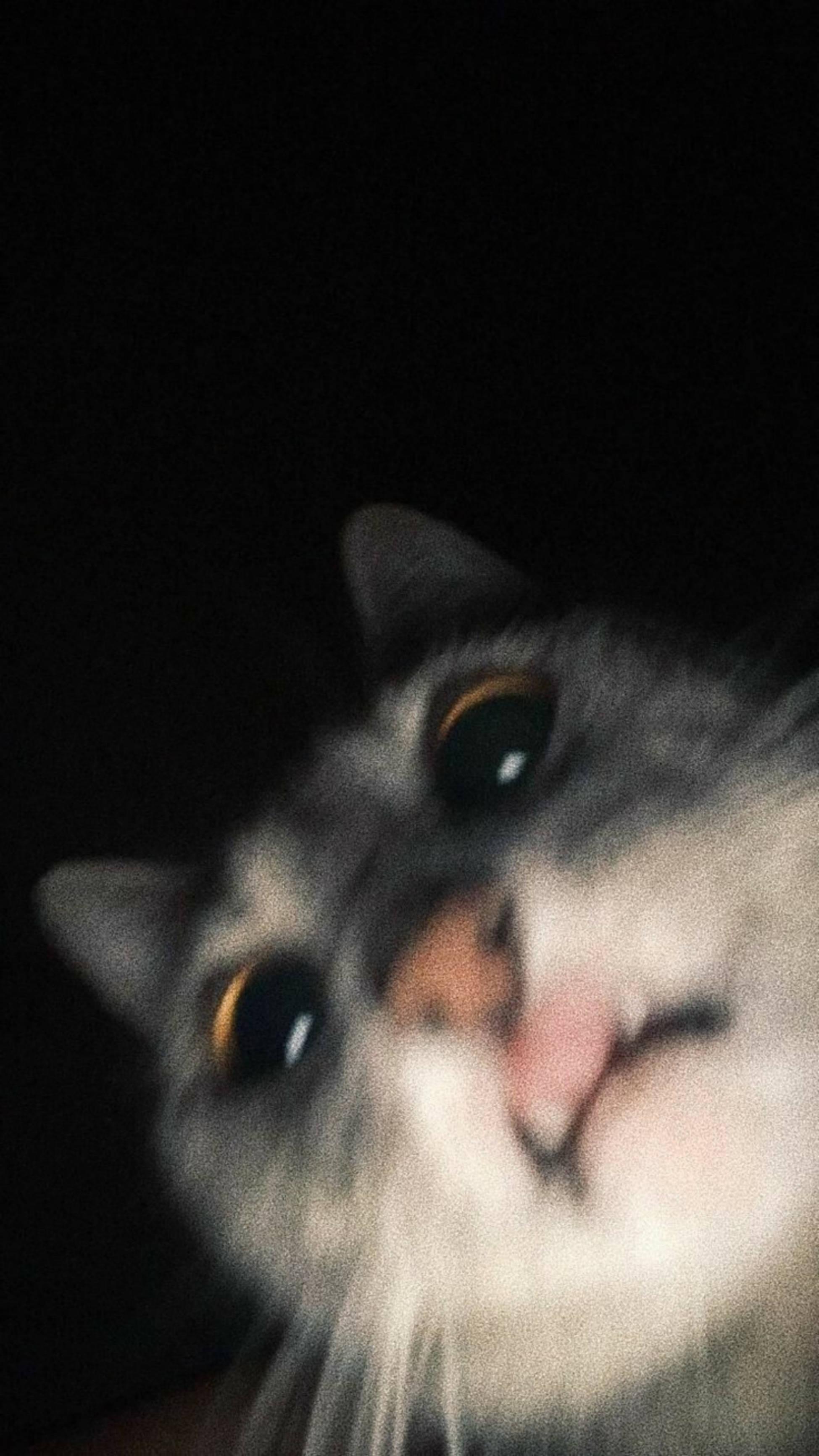 Cute Cat Aesthetic Funny Surprised Face — 1949x3464 wallpaper