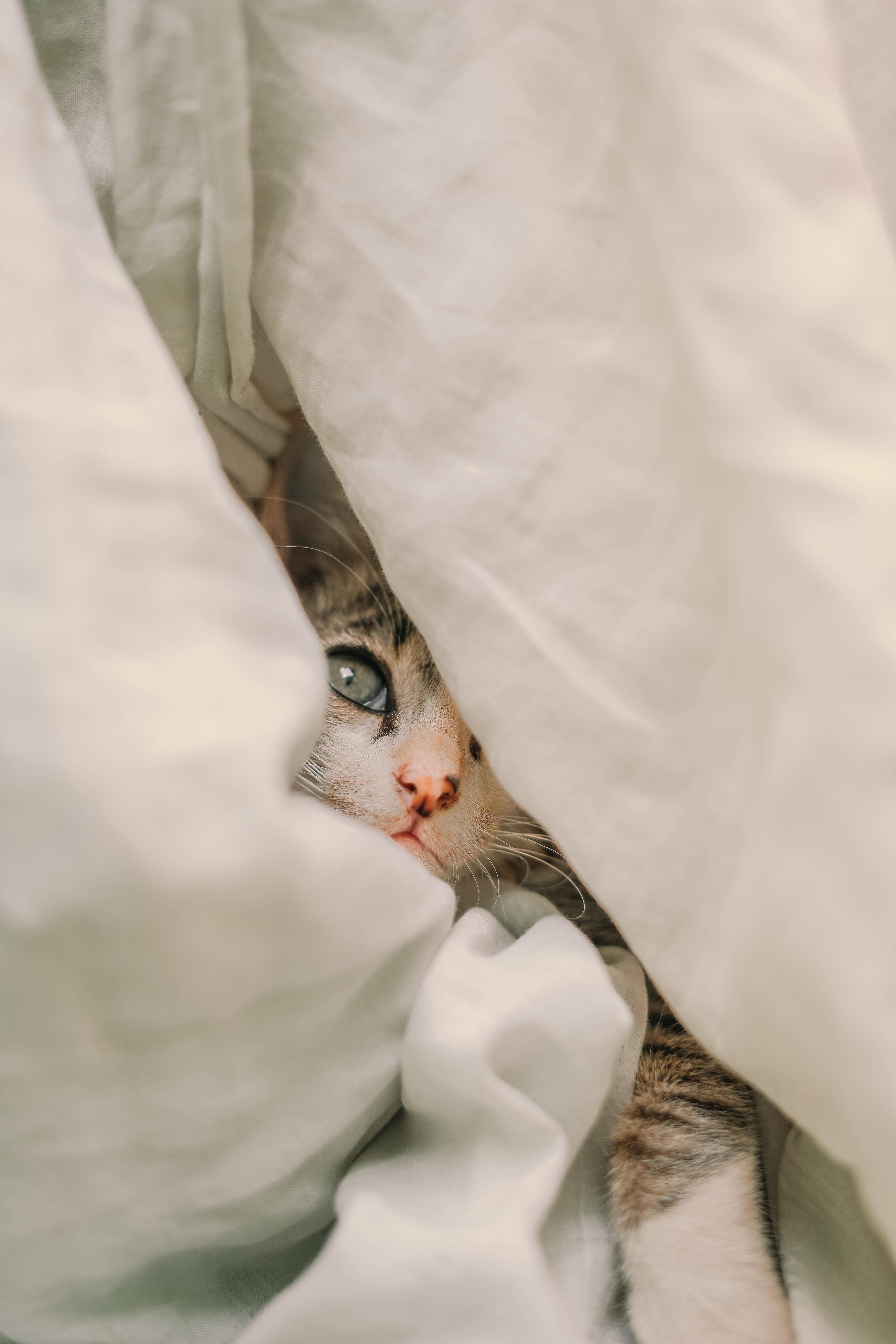 Cute Cat Aesthetic Hiding Under The Blanket — 4000x6000 wallpaper