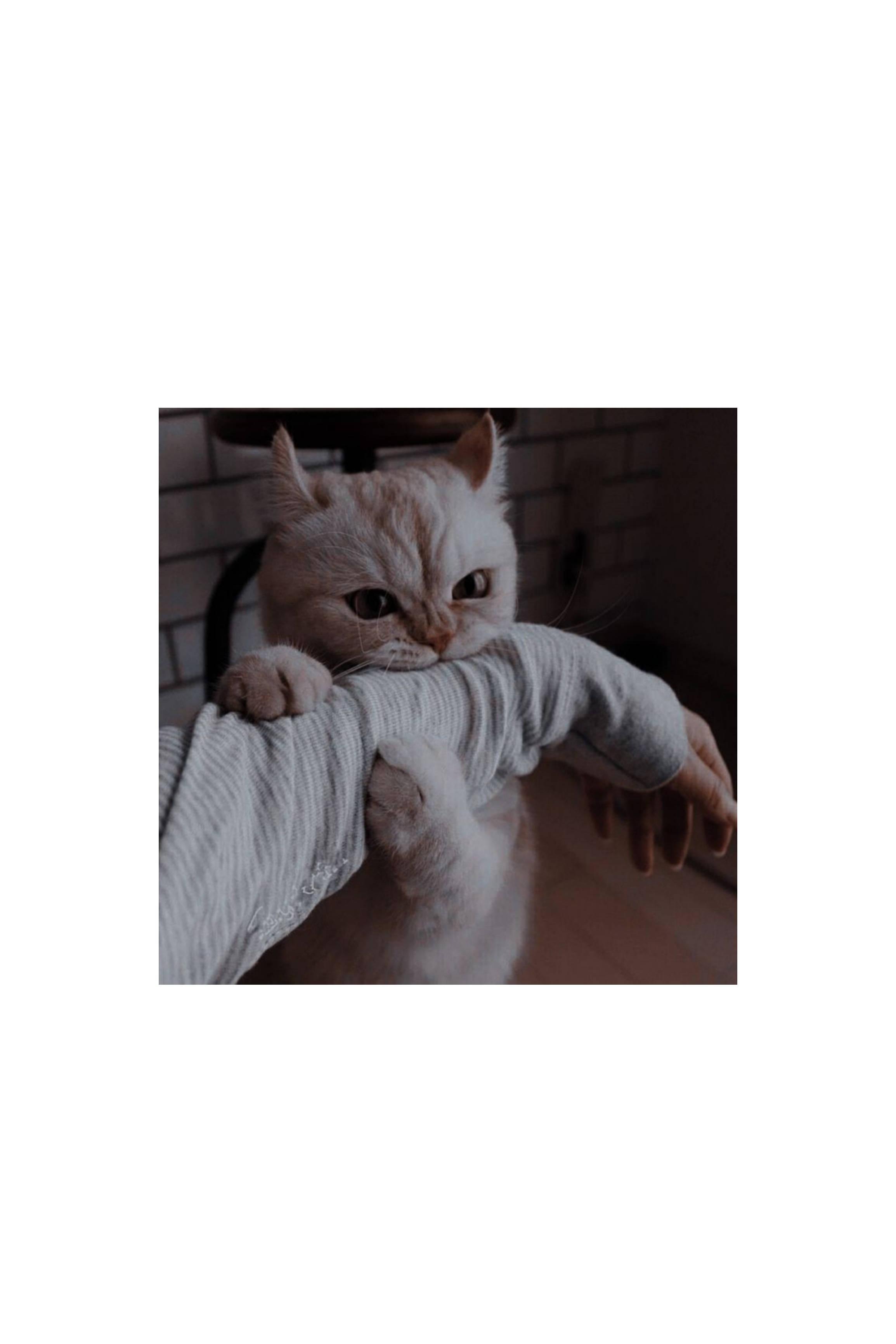 Cute Cat Aesthetic Hugging And Biting — 2309x3464 wallpaper
