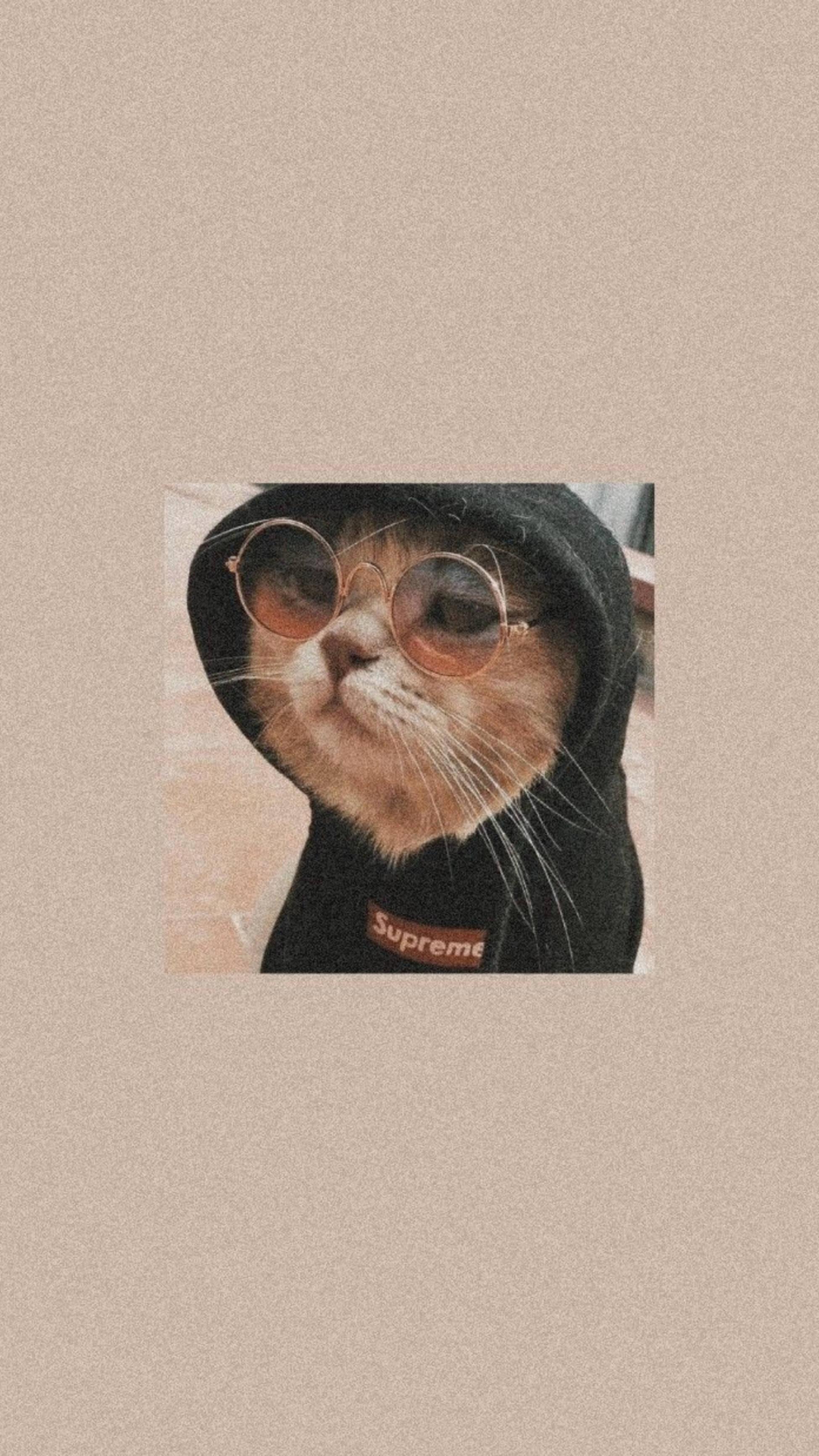 Cute Cat Aesthetic In Black Hoodie — 1949x3464 wallpaper