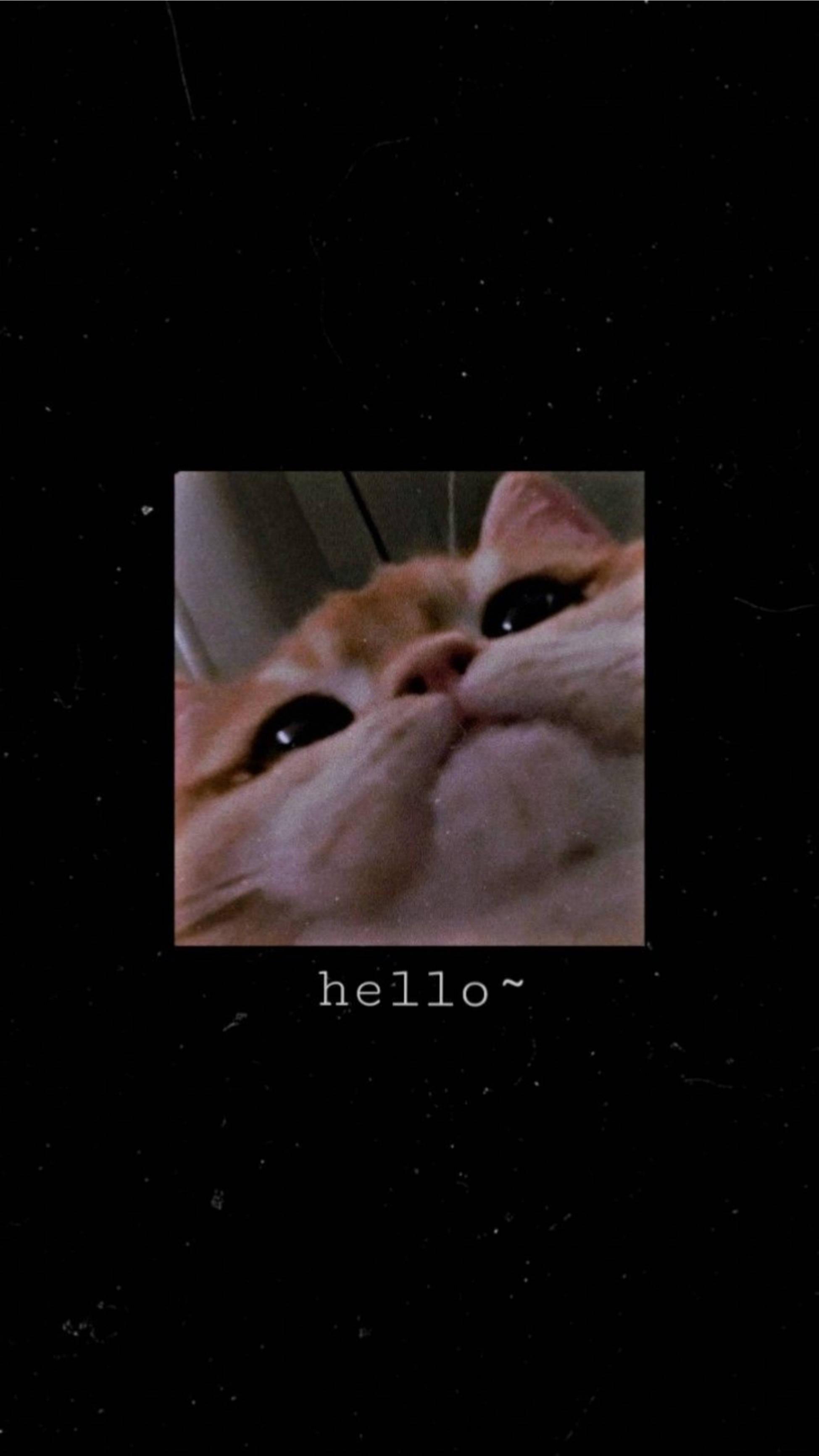 Cute Cat Aesthetic Low Angle View — 1949x3464 wallpaper