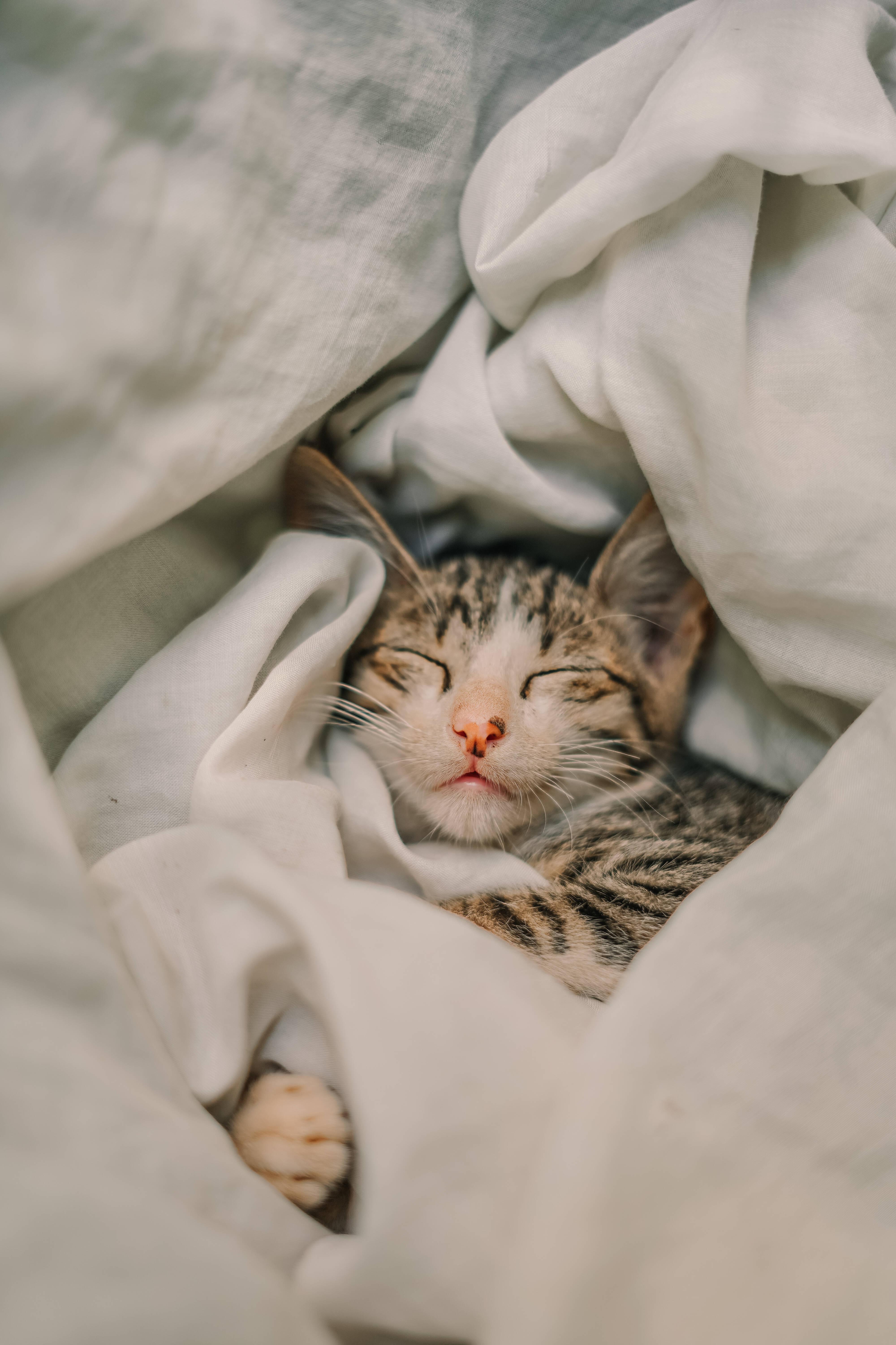 Cute Cat Aesthetic Mackerel Tabby — 4000x6000 wallpaper