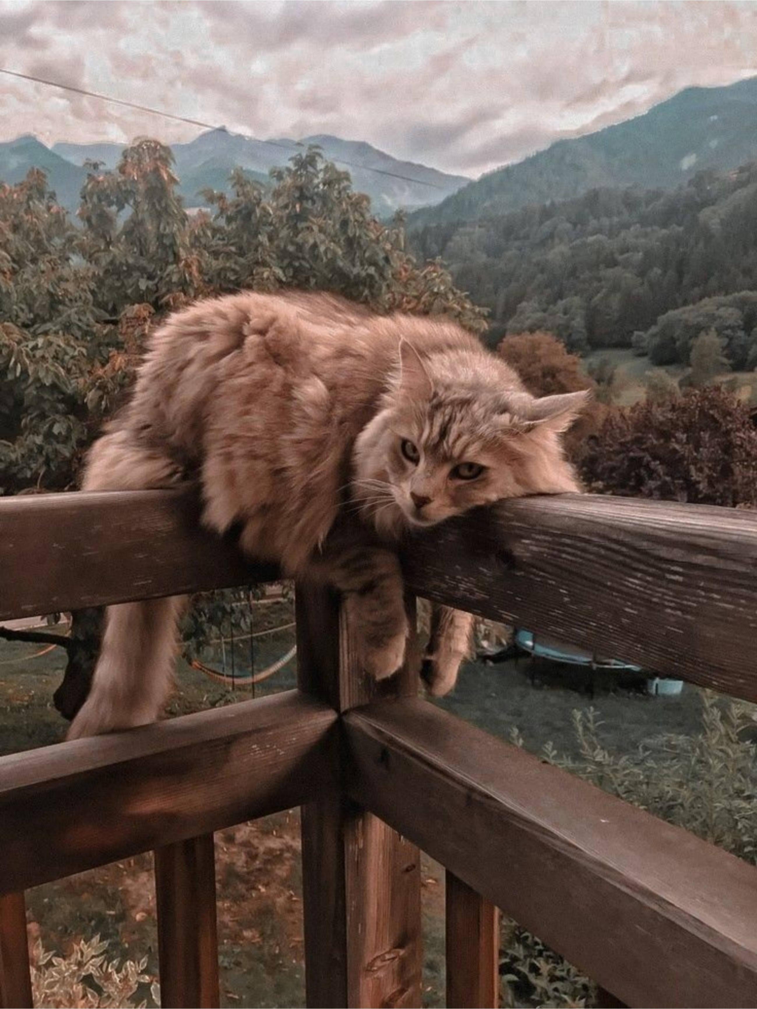 Cute Cat Aesthetic On A Railing — 2598x3464 wallpaper