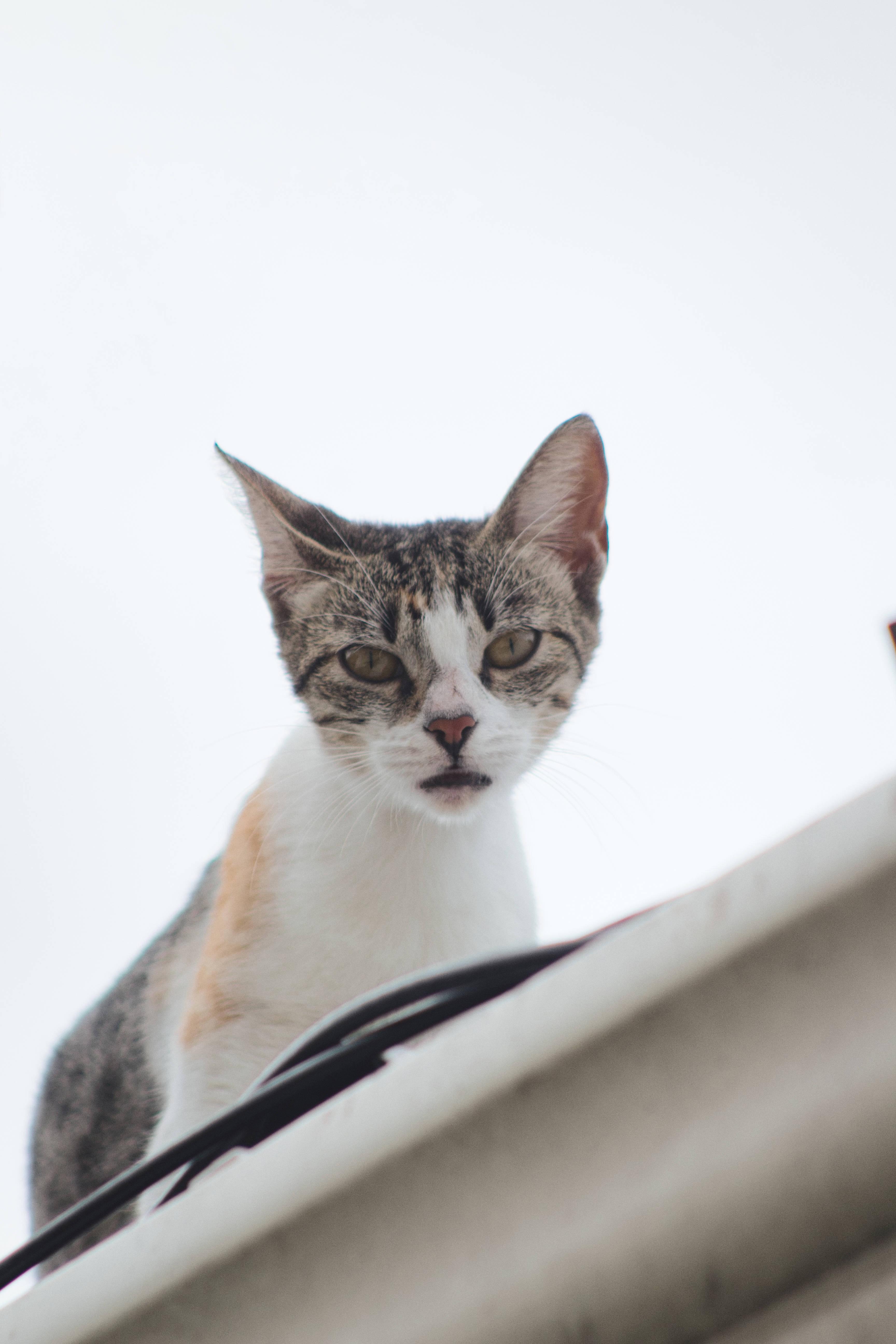 Cute Cat Aesthetic On The Roof — 3456x5184 wallpaper