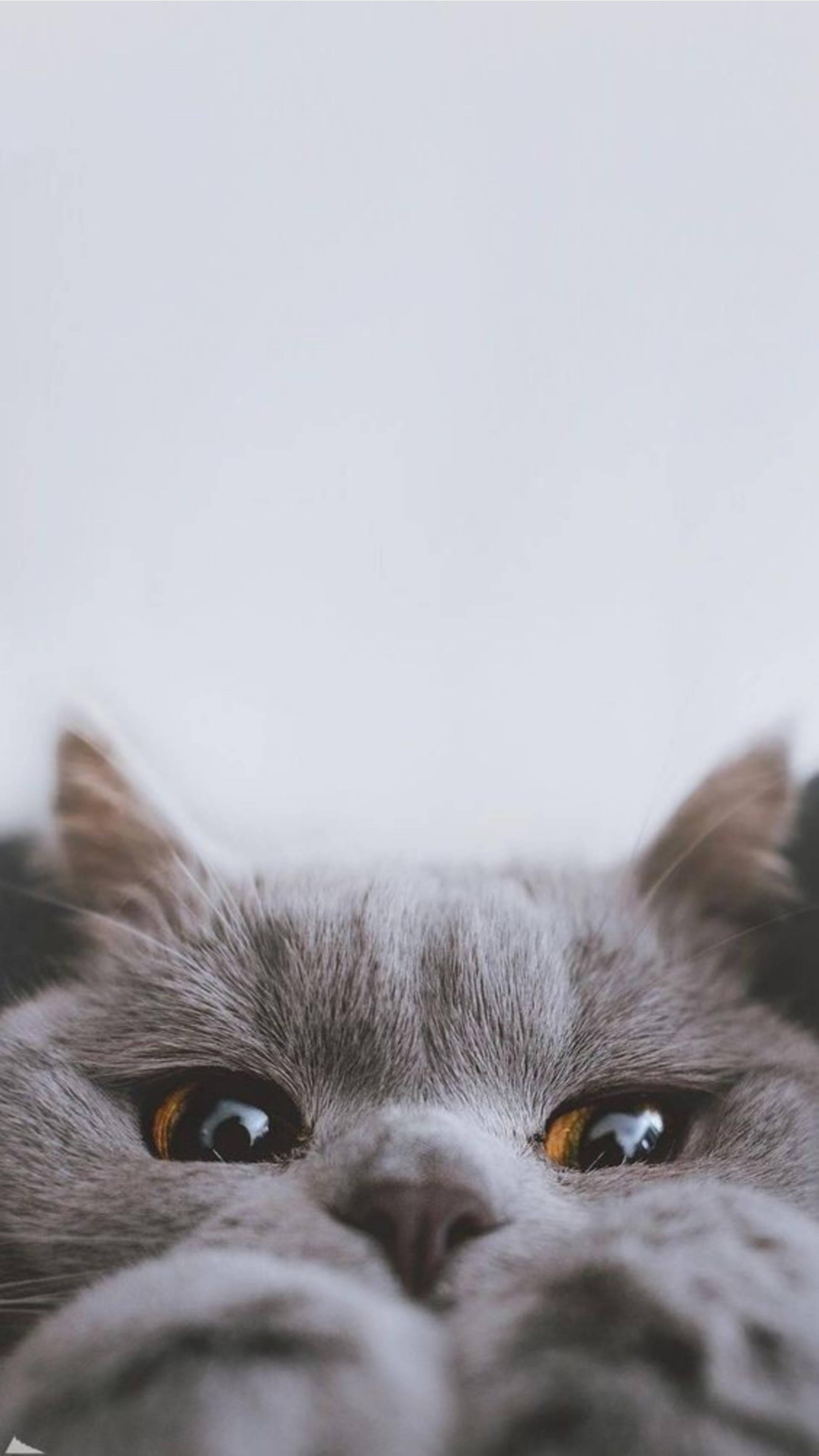 Cute Cat Aesthetic Peek-A-Boo — 1949x3464 wallpaper