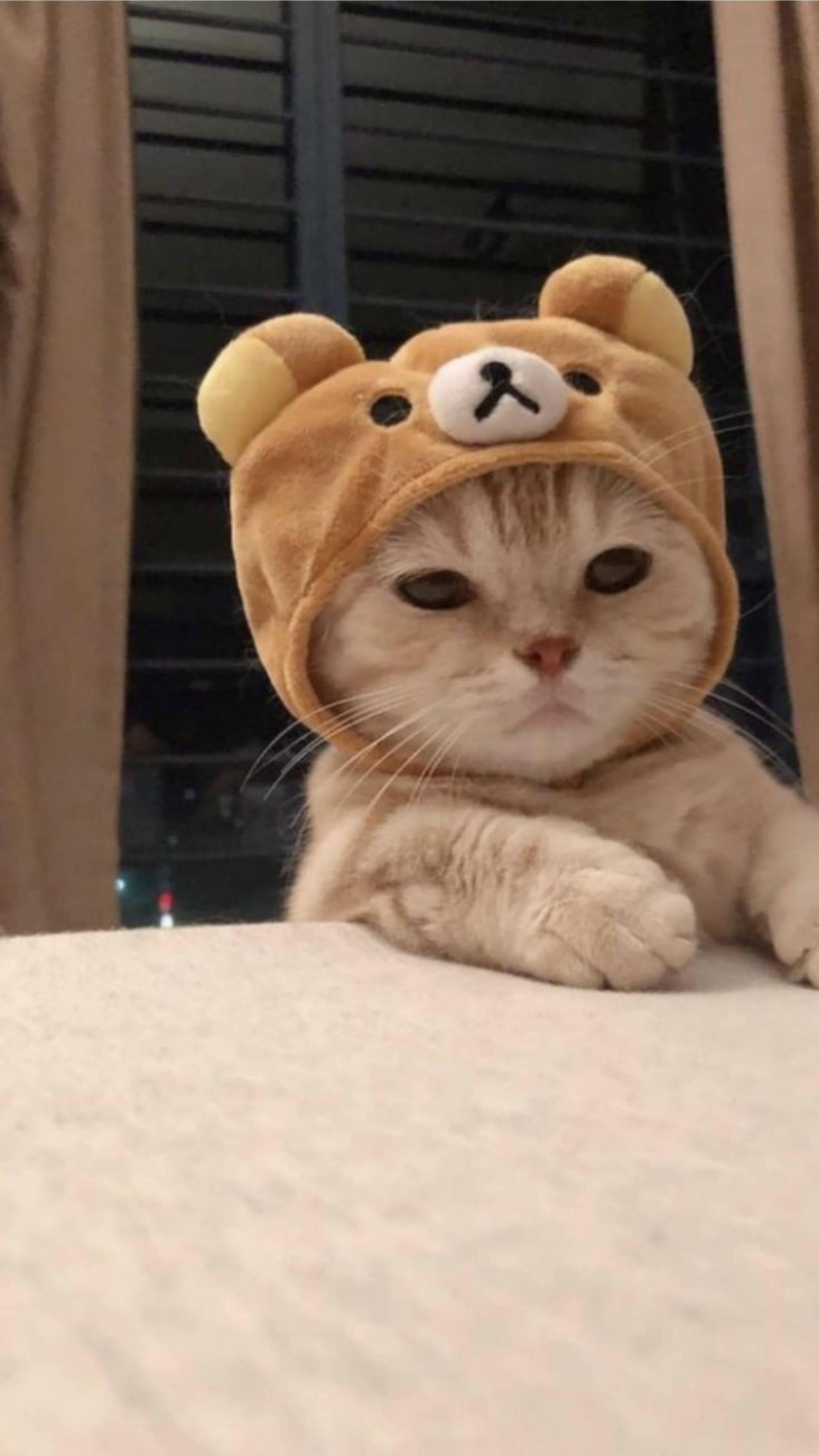Cute Cat Aesthetic Rilakkuma Hat — 1949x3464 wallpaper
