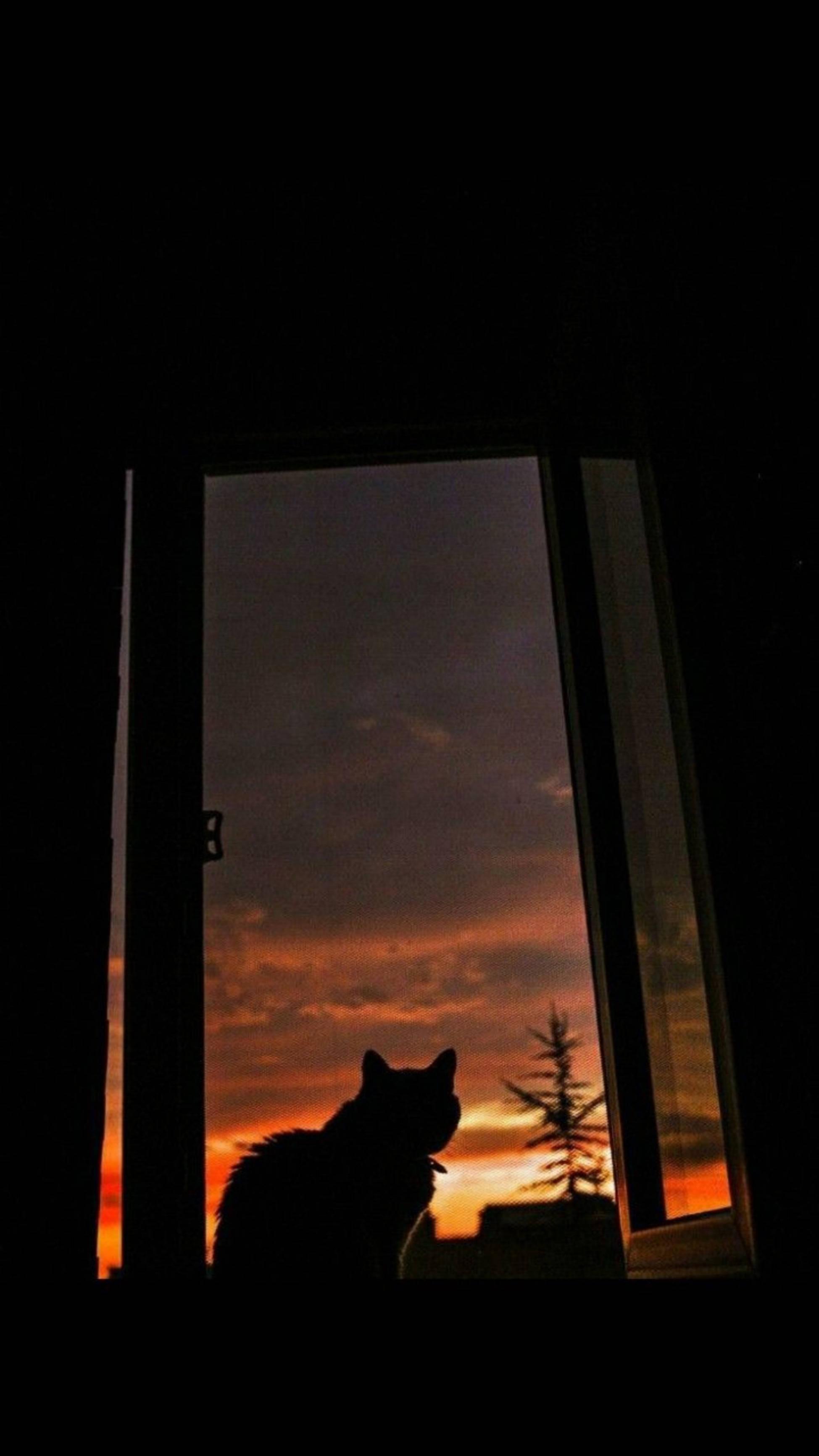 Cute Cat Aesthetic Twilight — 1949x3464 wallpaper